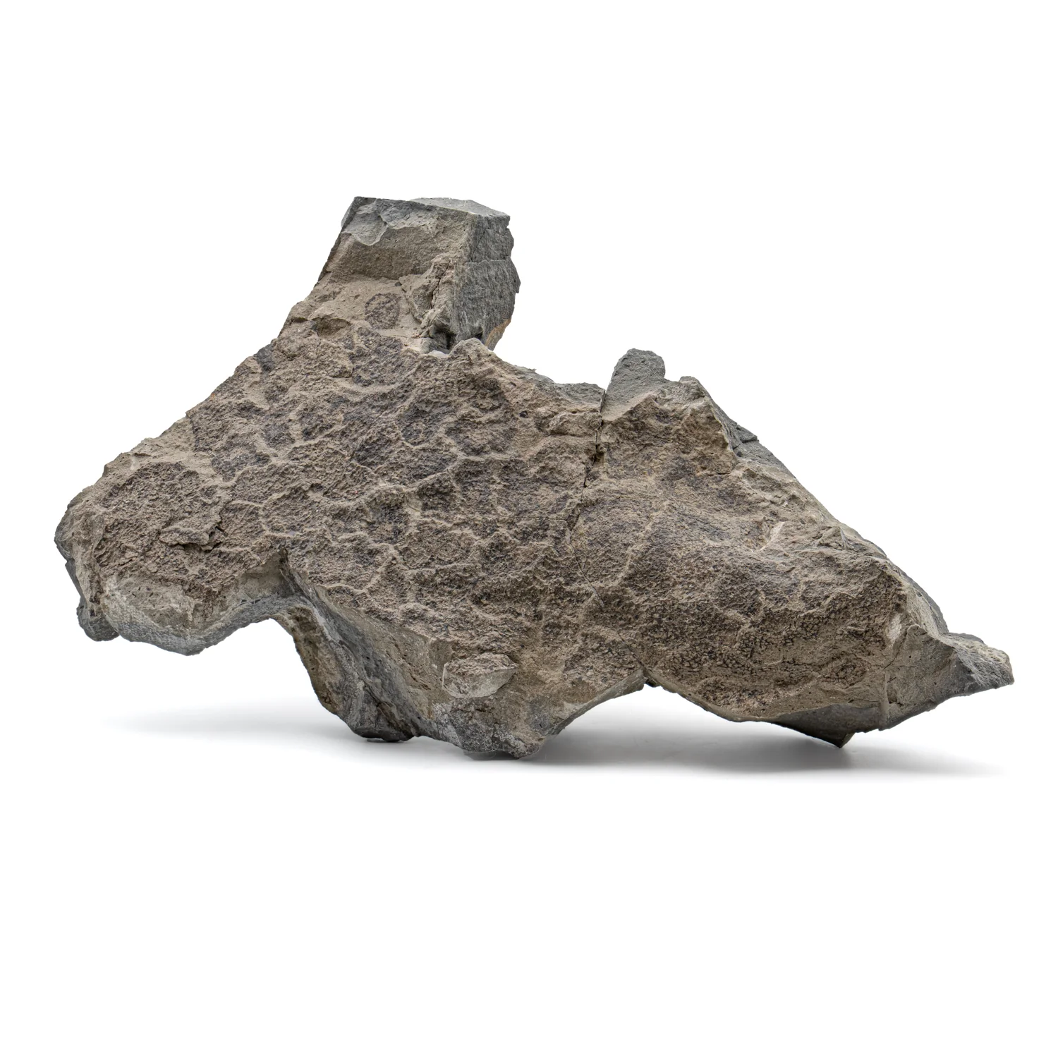 Diplodocus Skin - 13.92" Fossil - Image 2