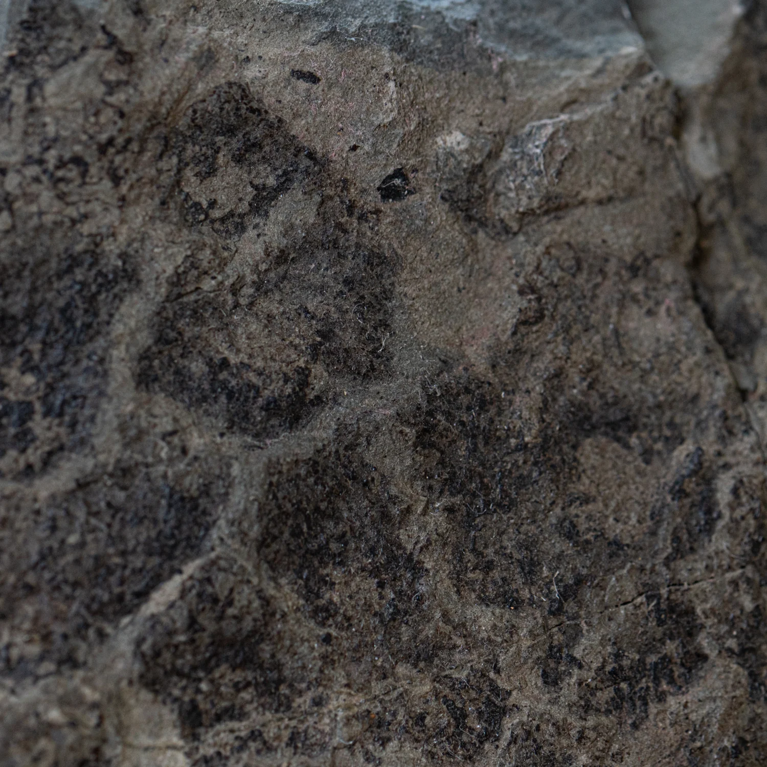 Diplodocus Skin - 13.92" Fossil - Image 3