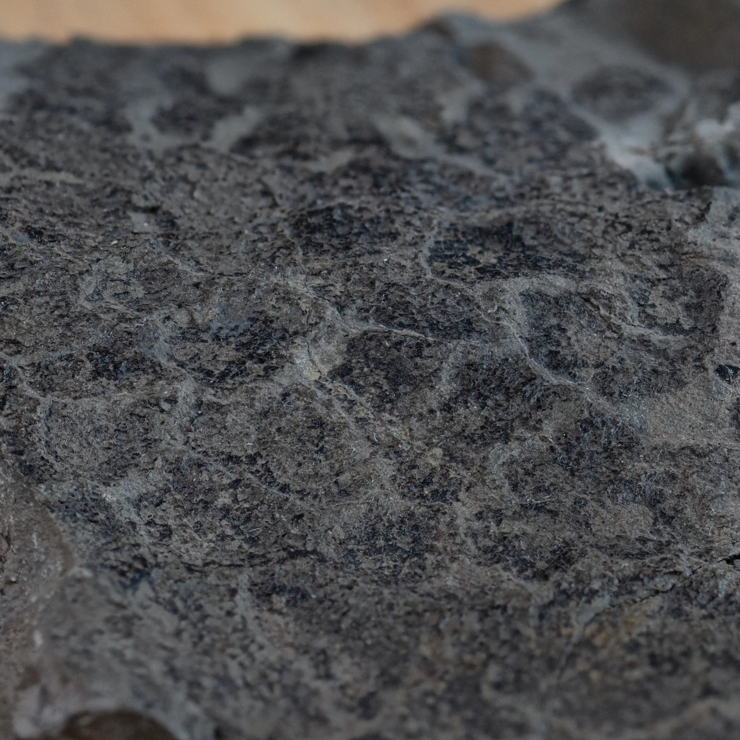 Diplodocus Skin - 13.92" Fossil - Image 4