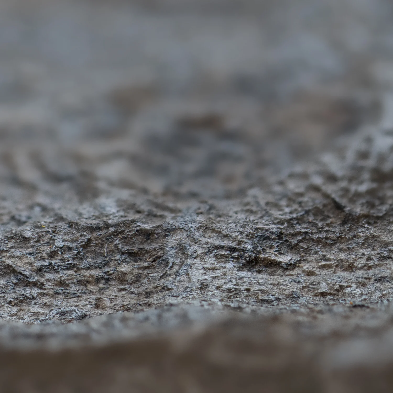 Diplodocus Skin - 13.92" Fossil - Image 5