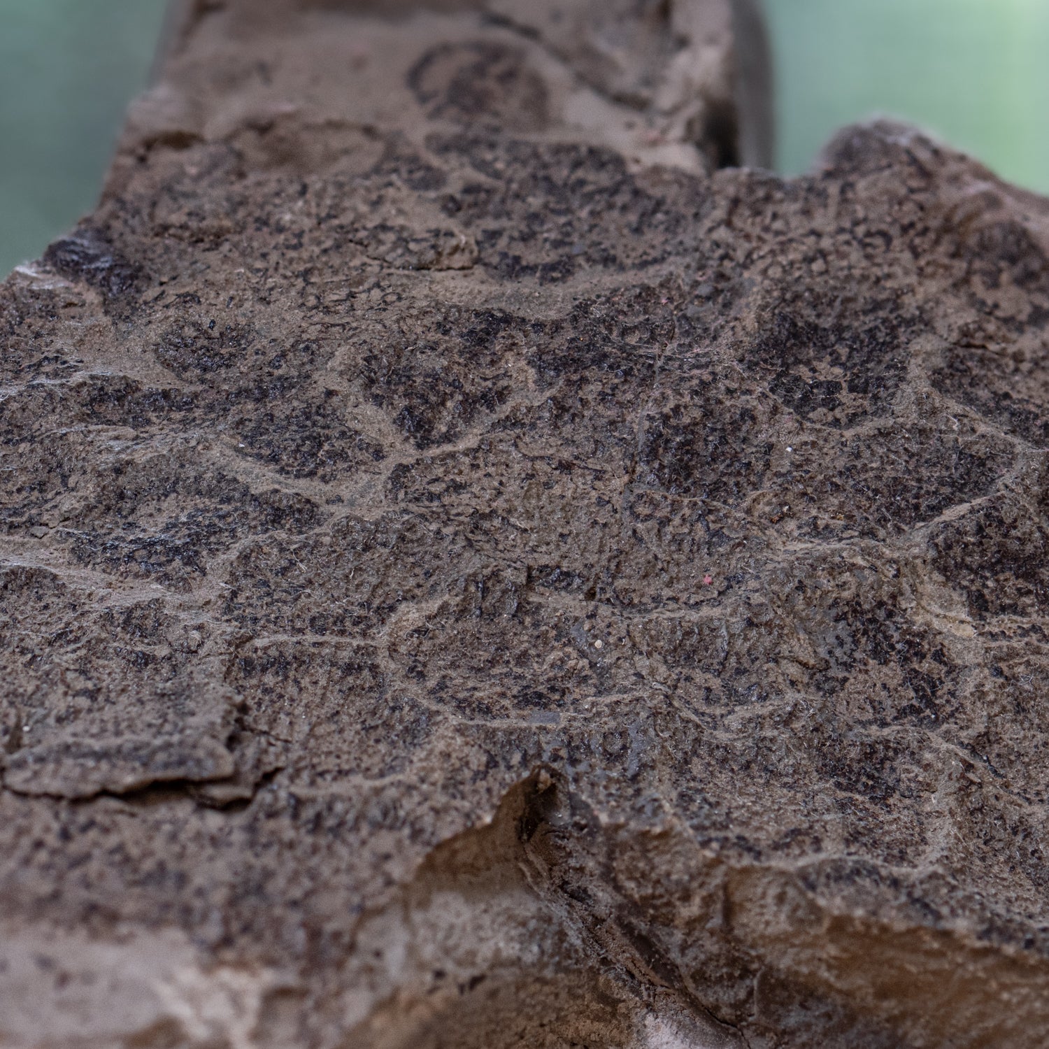 Diplodocus Skin - 13.92" Fossil - Image 6