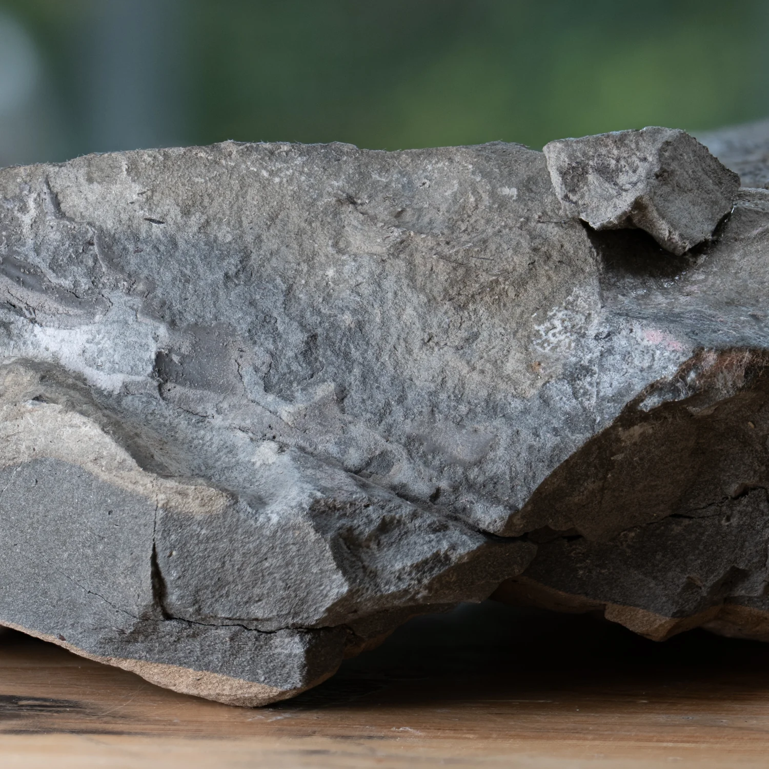 Diplodocus Skin - 13.92" Fossil - Image 8