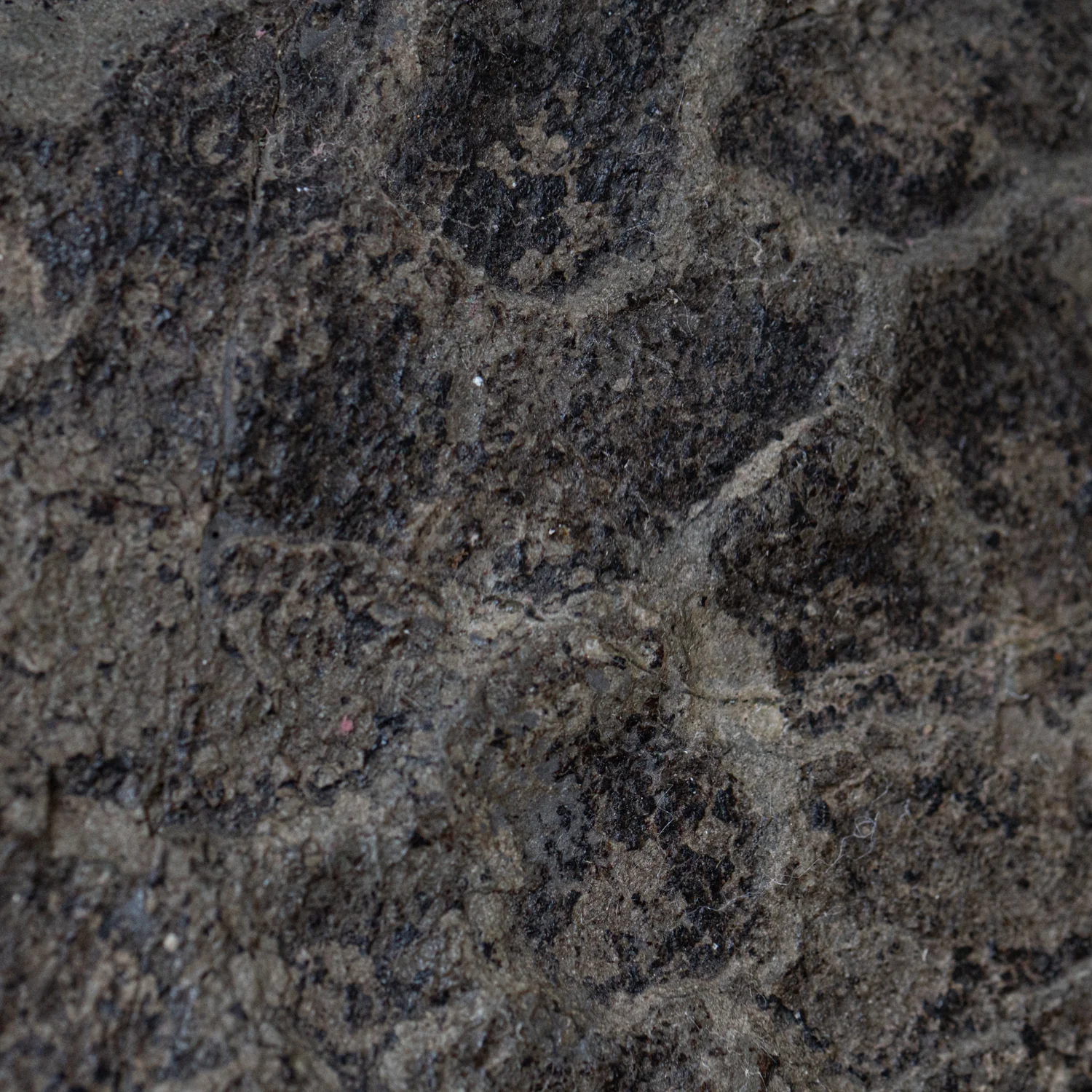 Diplodocus Skin - 13.92" Fossil - Image 9