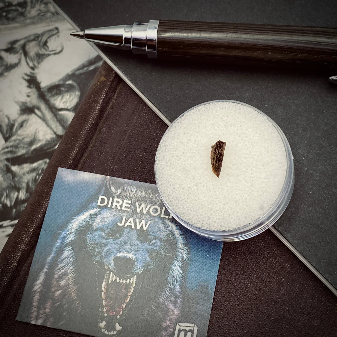 Dire Wolf Jaw Classic Riker Box - Image 3