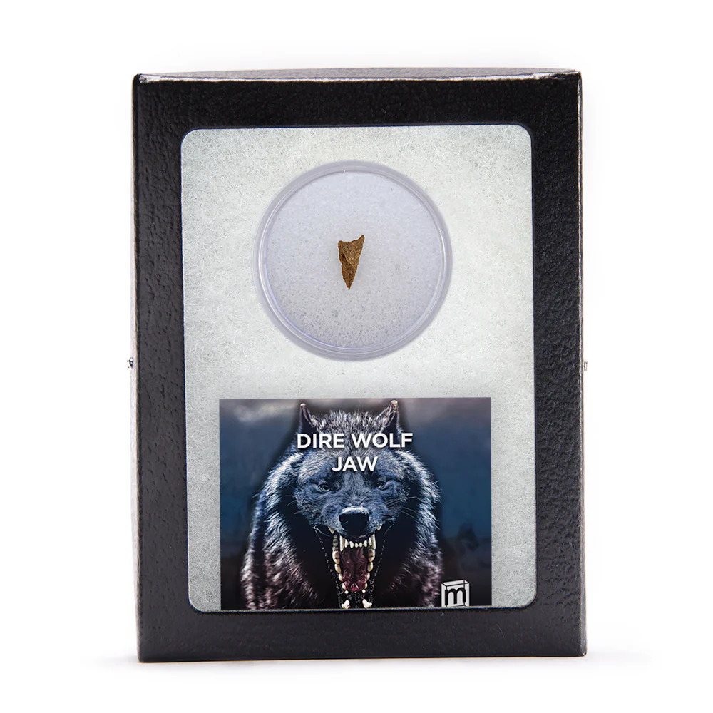 Dire Wolf Jaw Classic Riker Box - Image 4