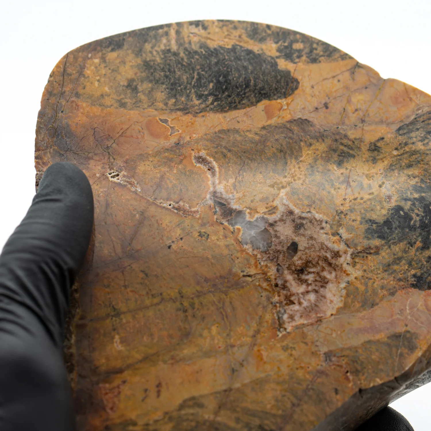 Duck Creek Dolomite - 5.329" Stromatolite Formation - Image 2