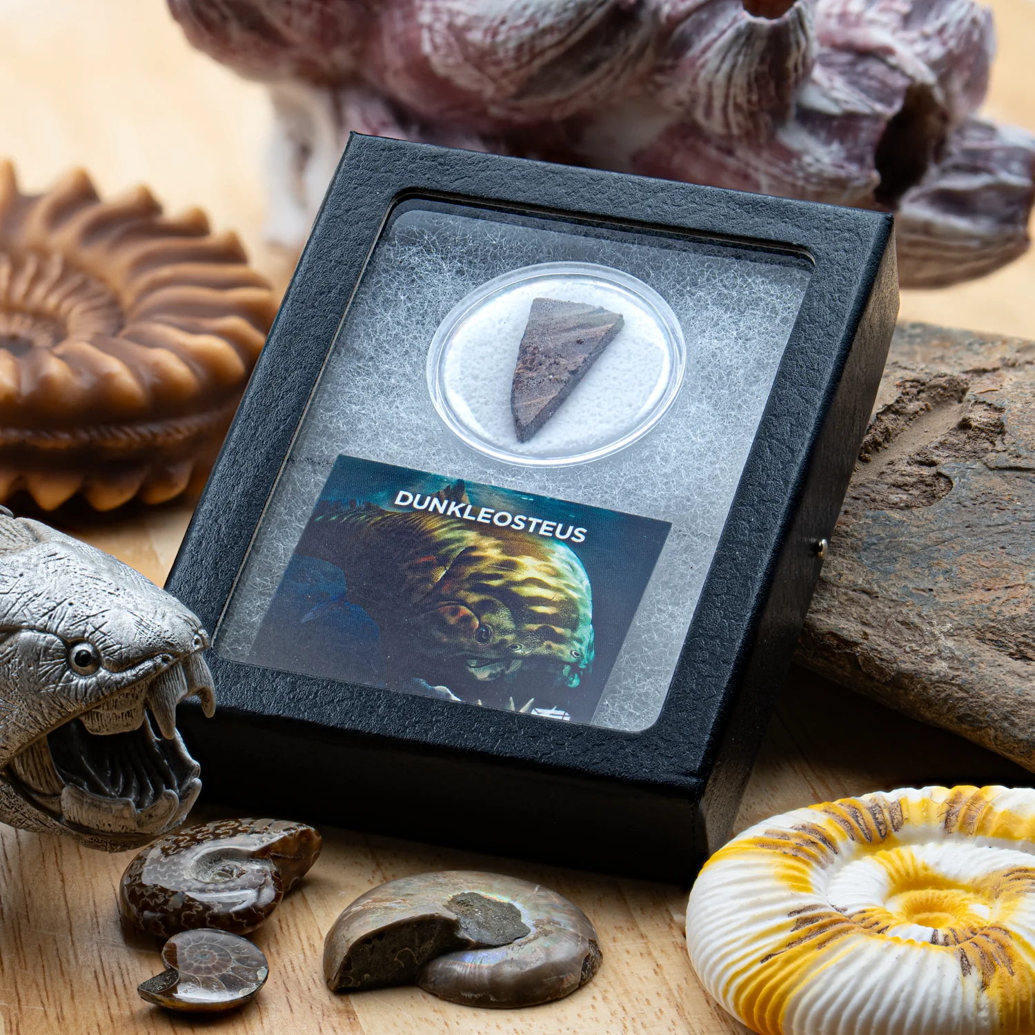 Dunkleosteus - Skull Fossil Fragment - Image 4