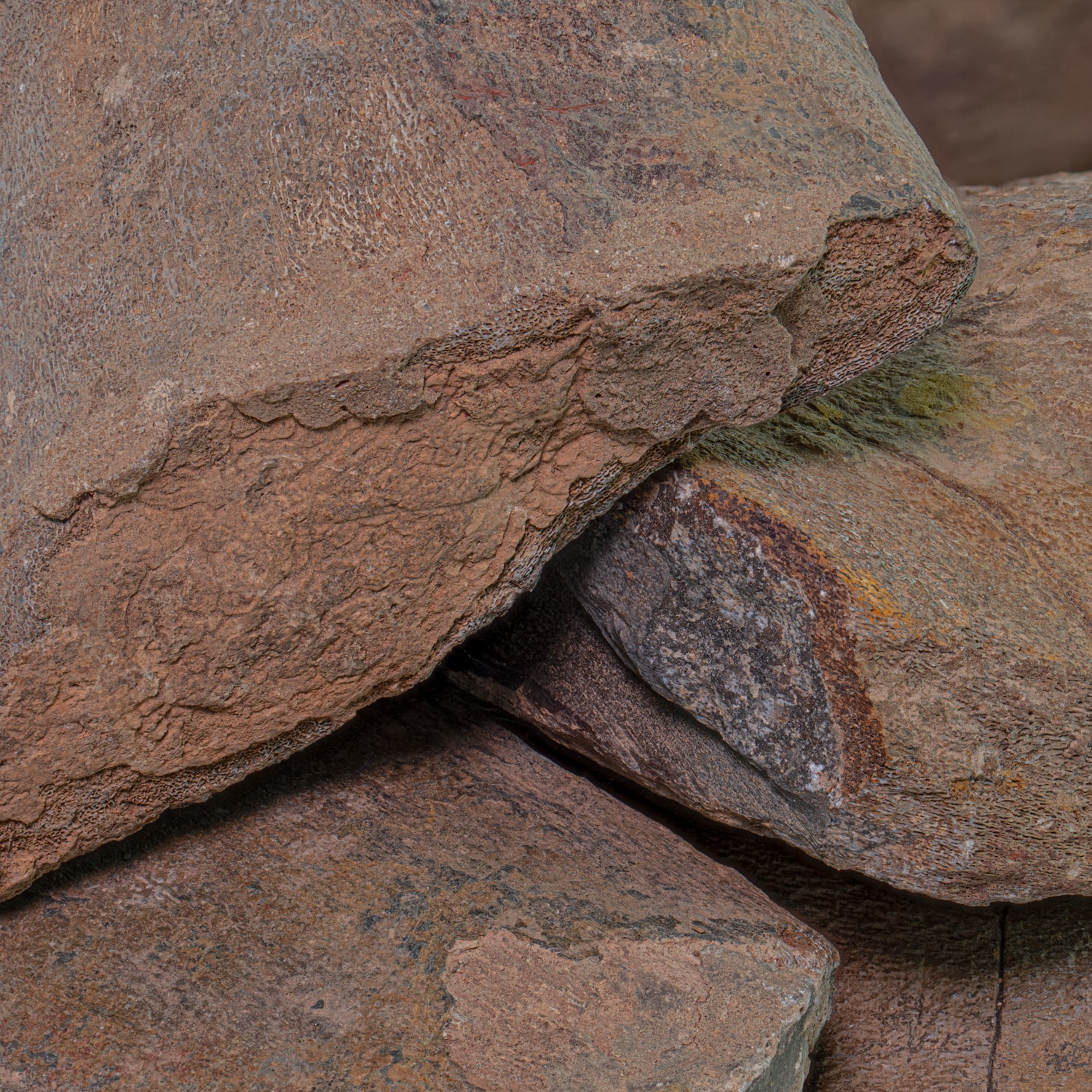 Dunkleosteus - Skull Fossil Fragment - Image 6