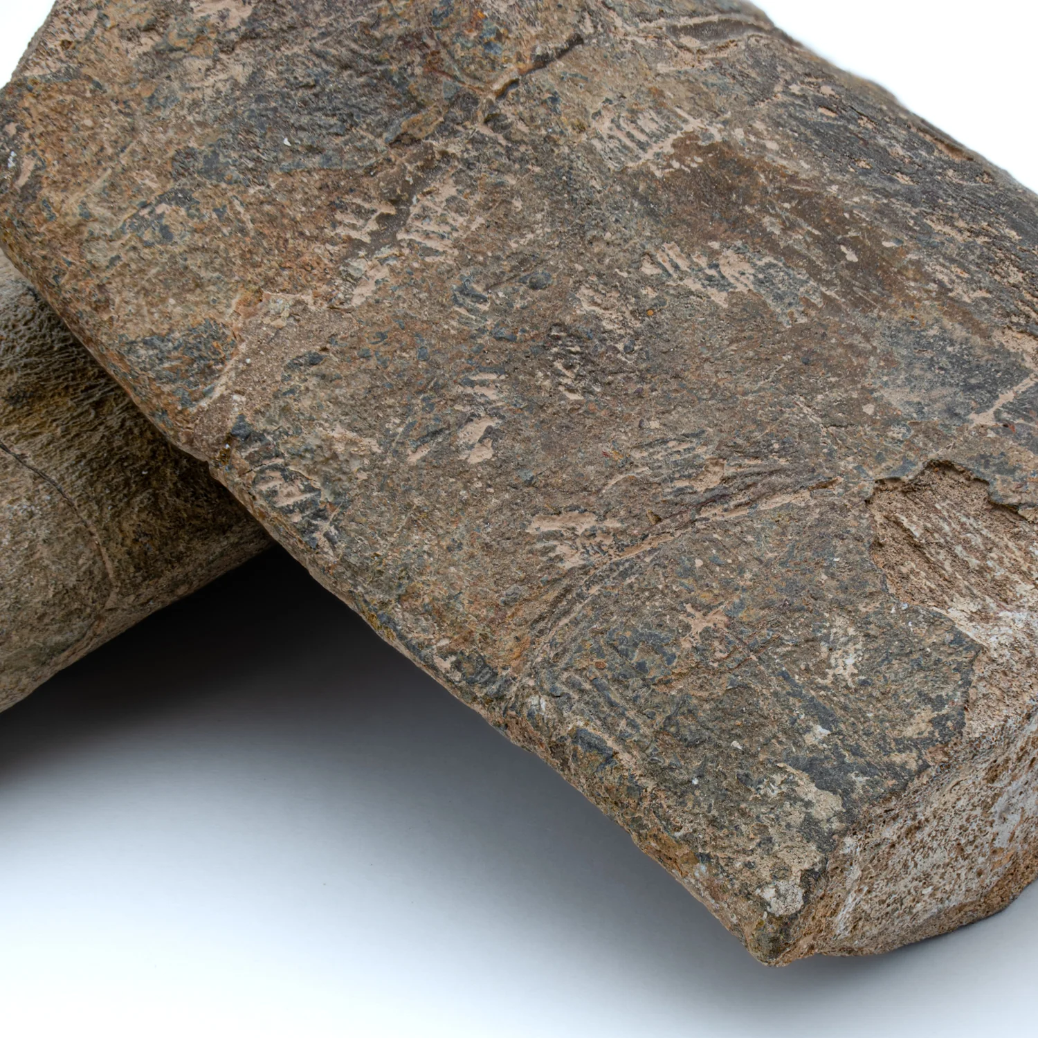 Dunkleosteus - Skull Fossil Fragment - Image 8