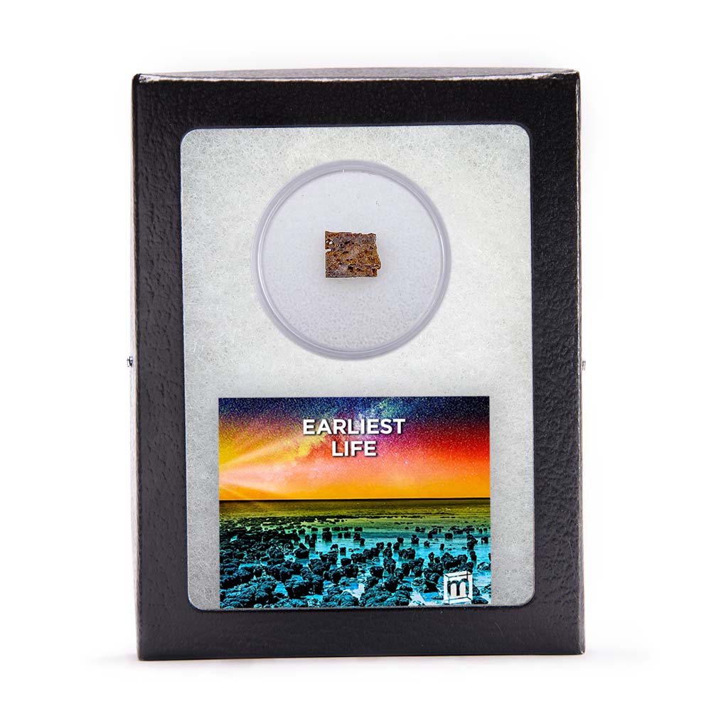 Earliest Life - North Pole Dome Stromatolite - Classic Riker Box Specimen - Image 2