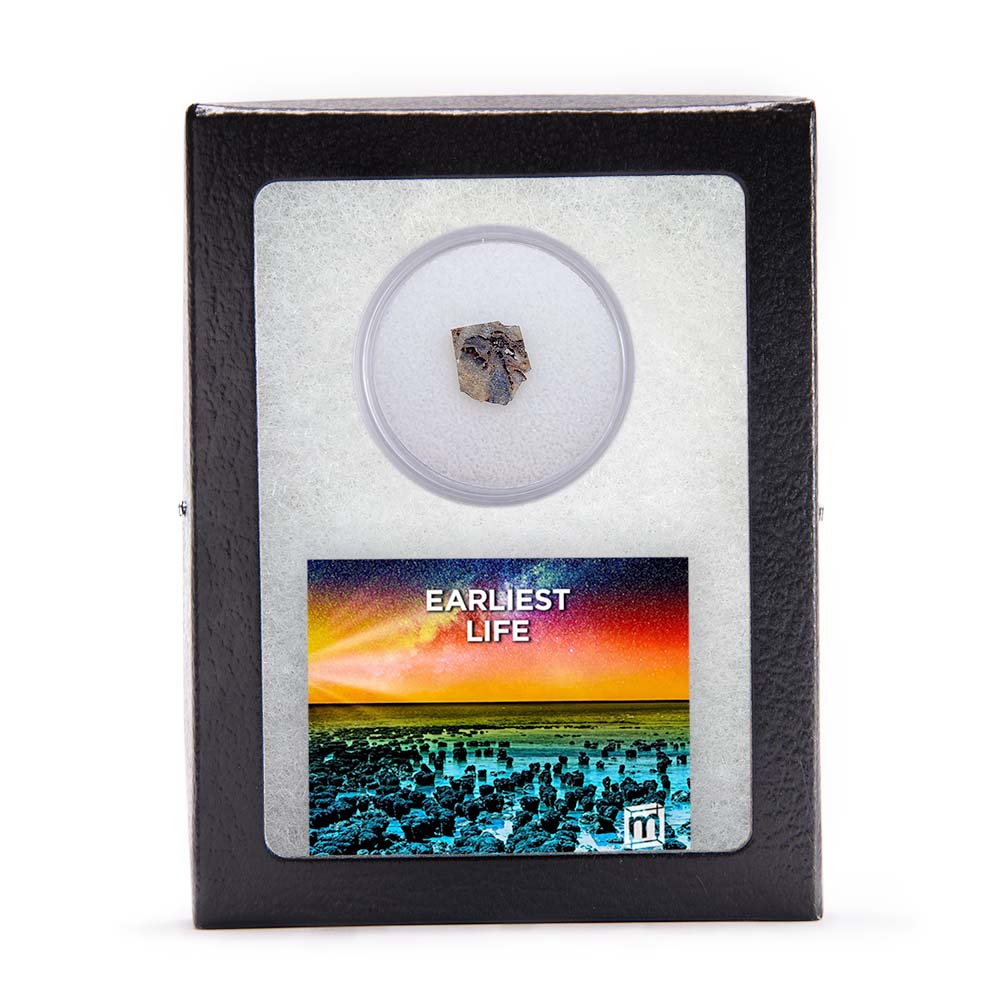 Earliest Life - North Pole Dome Stromatolite - Classic Riker Box Specimen - Image 4