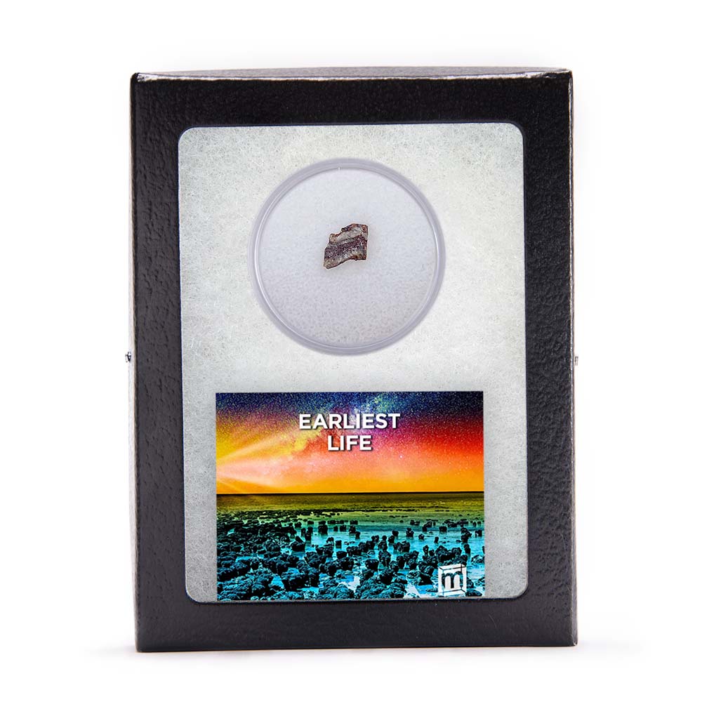 Earliest Life - North Pole Dome Stromatolite - Classic Riker Box Specimen - Image 5