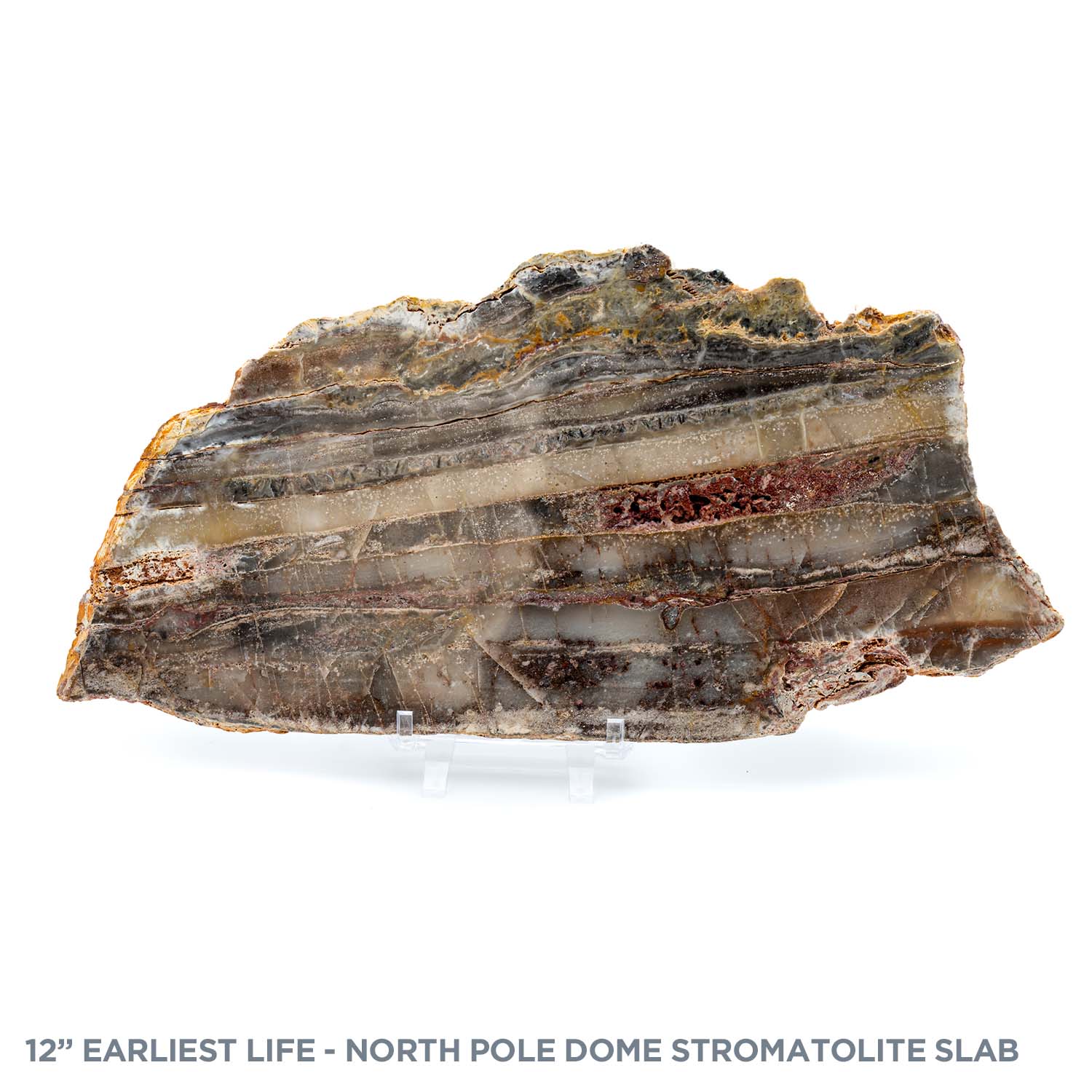 Earliest Life - North Pole Dome Stromatolite - Polished Slab - 12.00" - Image 4