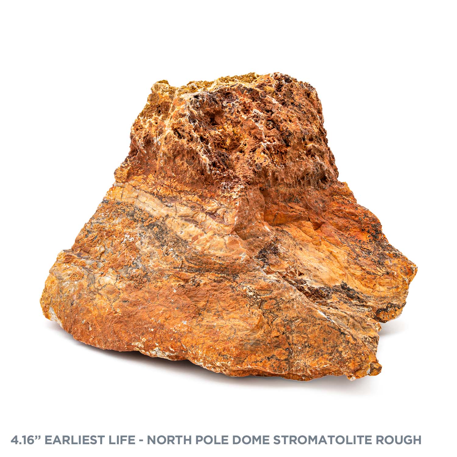Earliest Life - North Pole Dome Stromatolite - Rough - SOLD 4.16" - Image 4