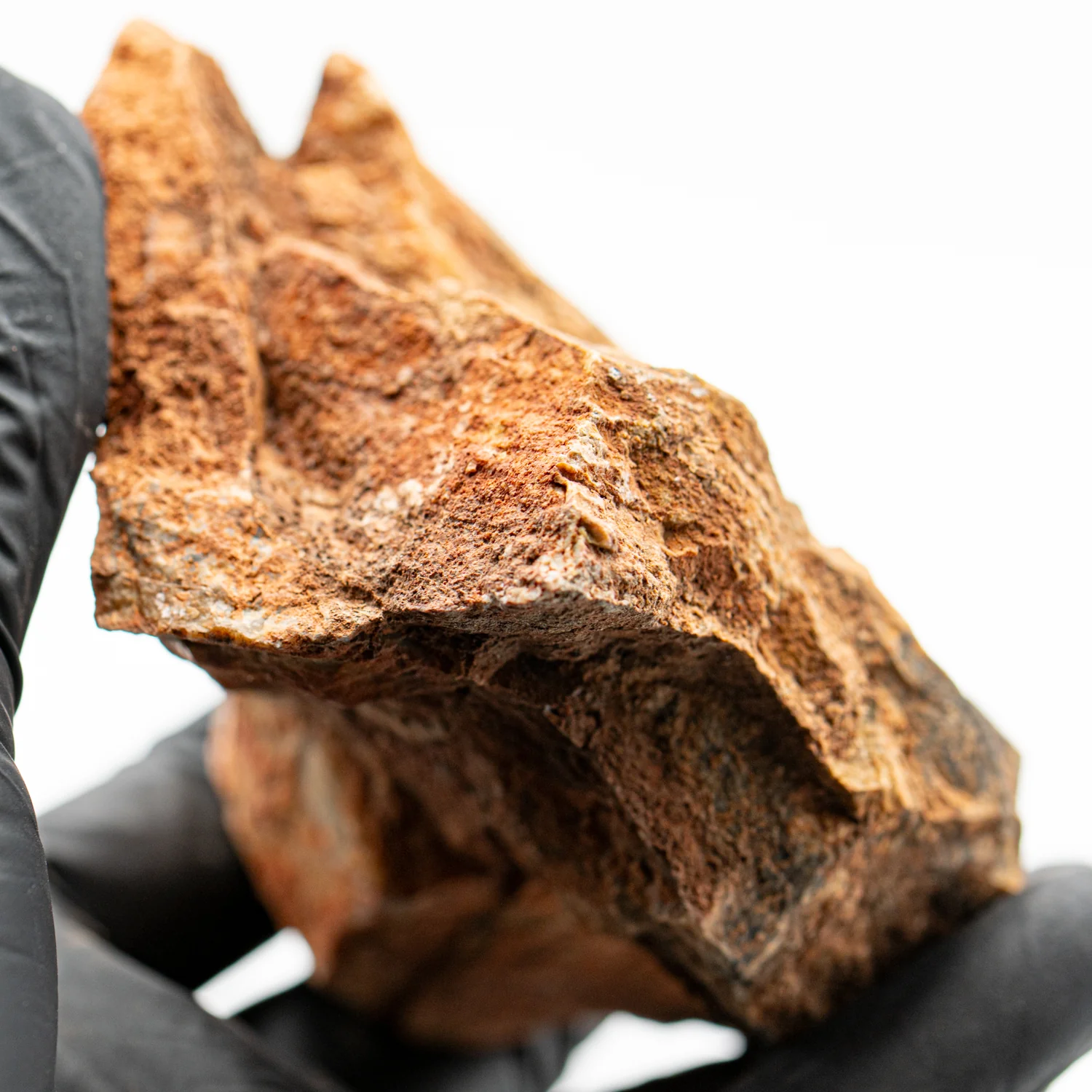 Earliest Life - Strelley Pool Stromatolite - 4.07" - Image 3