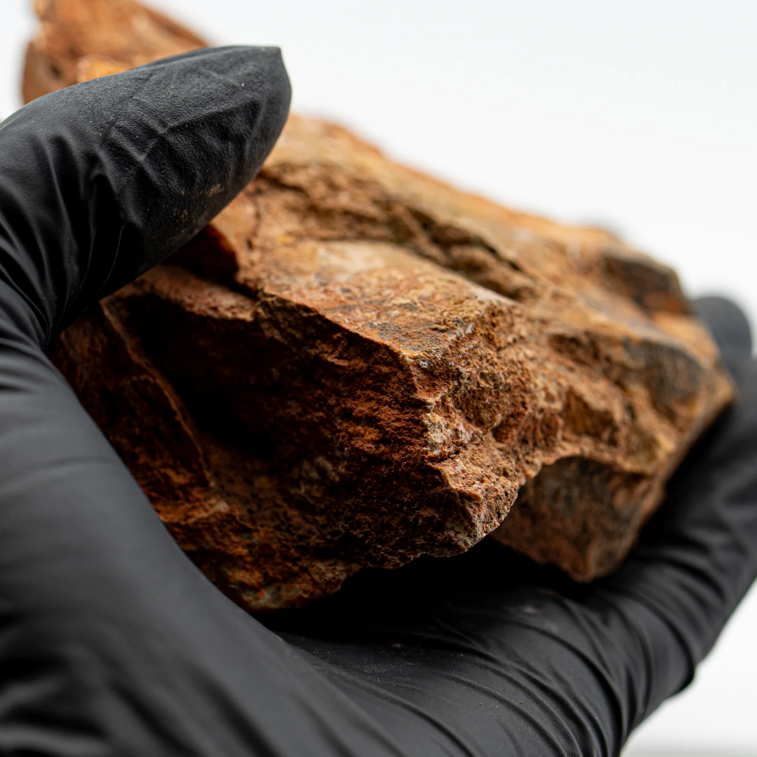 Earliest Life - Strelley Pool Stromatolite - 4.07" - Image 5