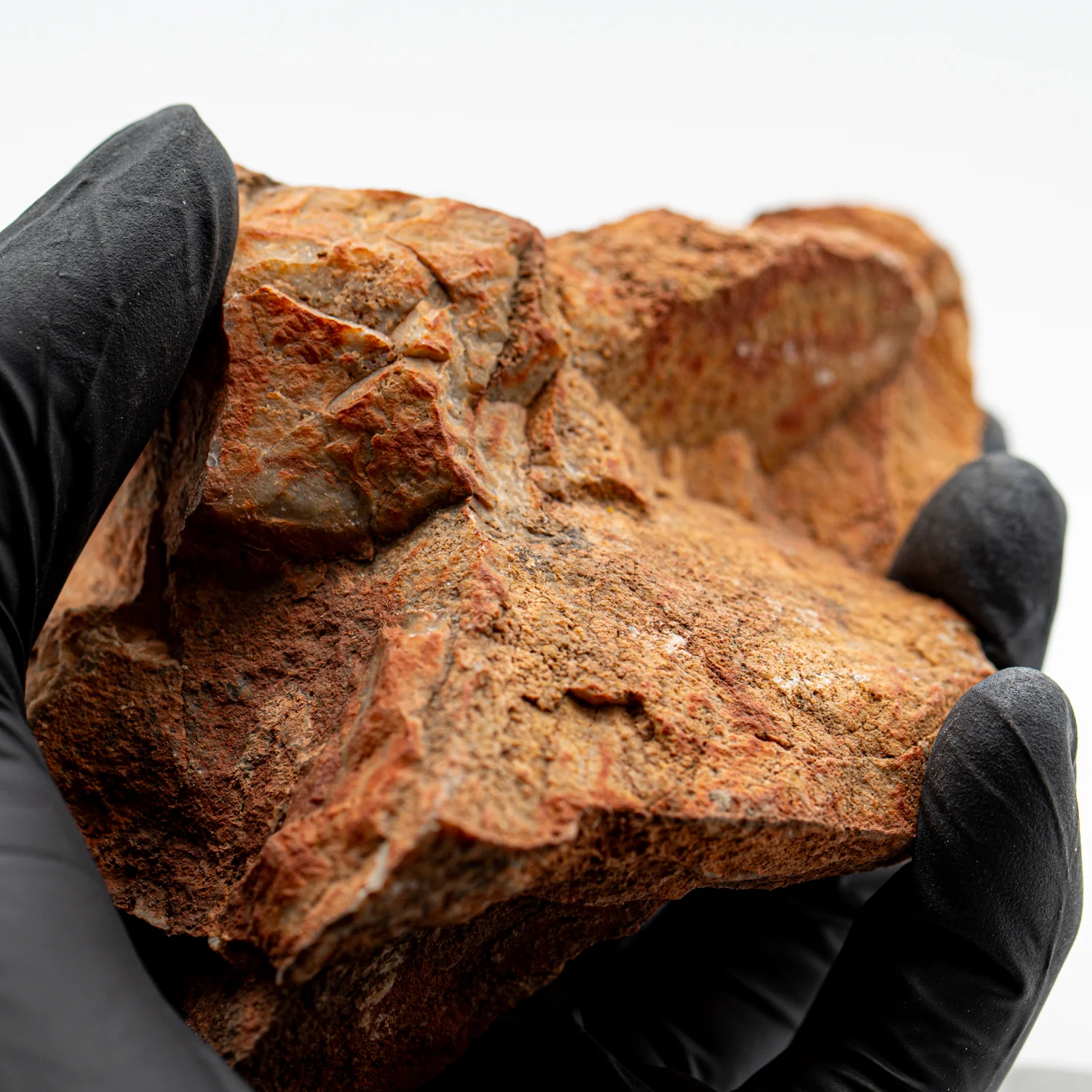 Earliest Life - Strelley Pool Stromatolite - 4.07" - Image 6