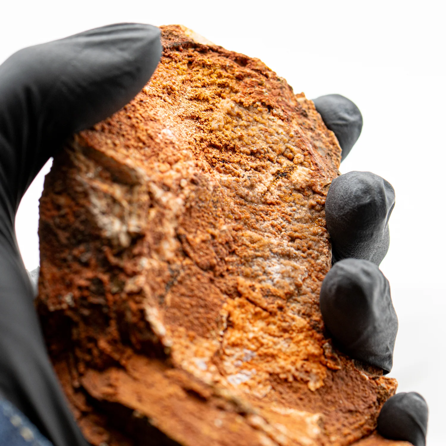 Earliest Life - Strelley Pool Stromatolite - 4.99" - Image 2