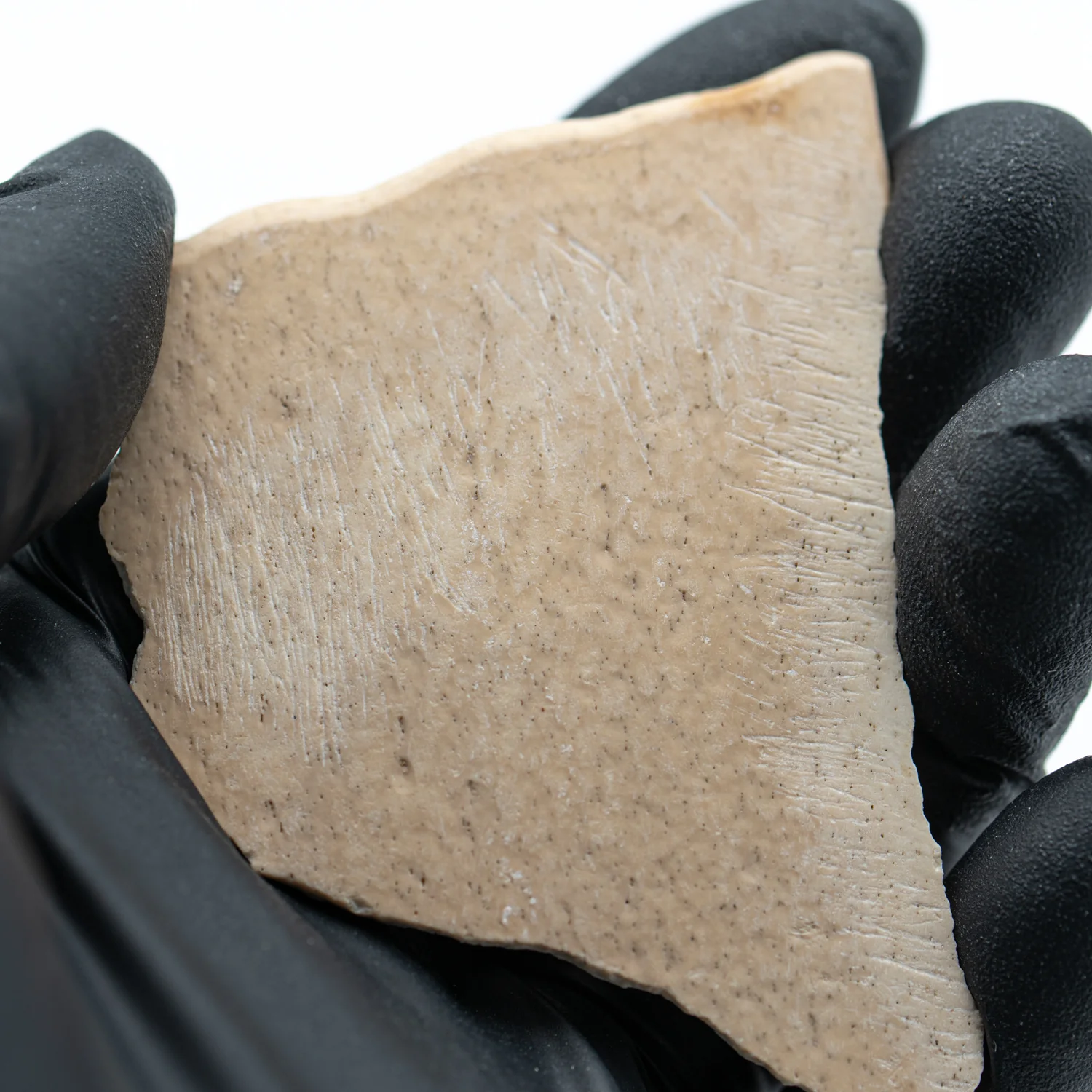 Elephant Bird Eggshell - 2.674" Fragment - Image 3