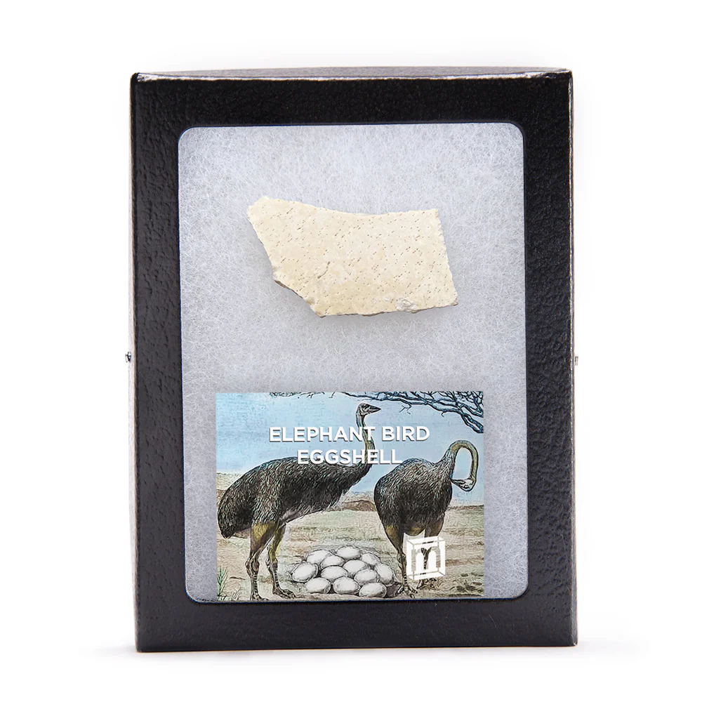 Elephant Bird Eggshell Fragment - Image 3
