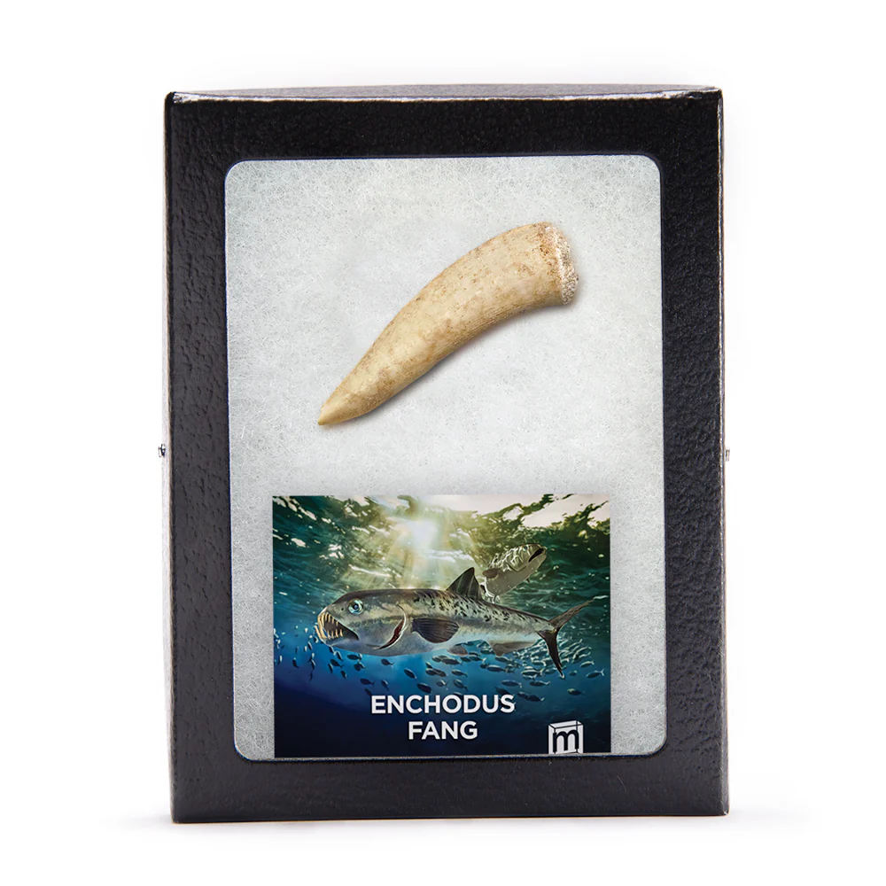 Enchodus Fang - Image 3