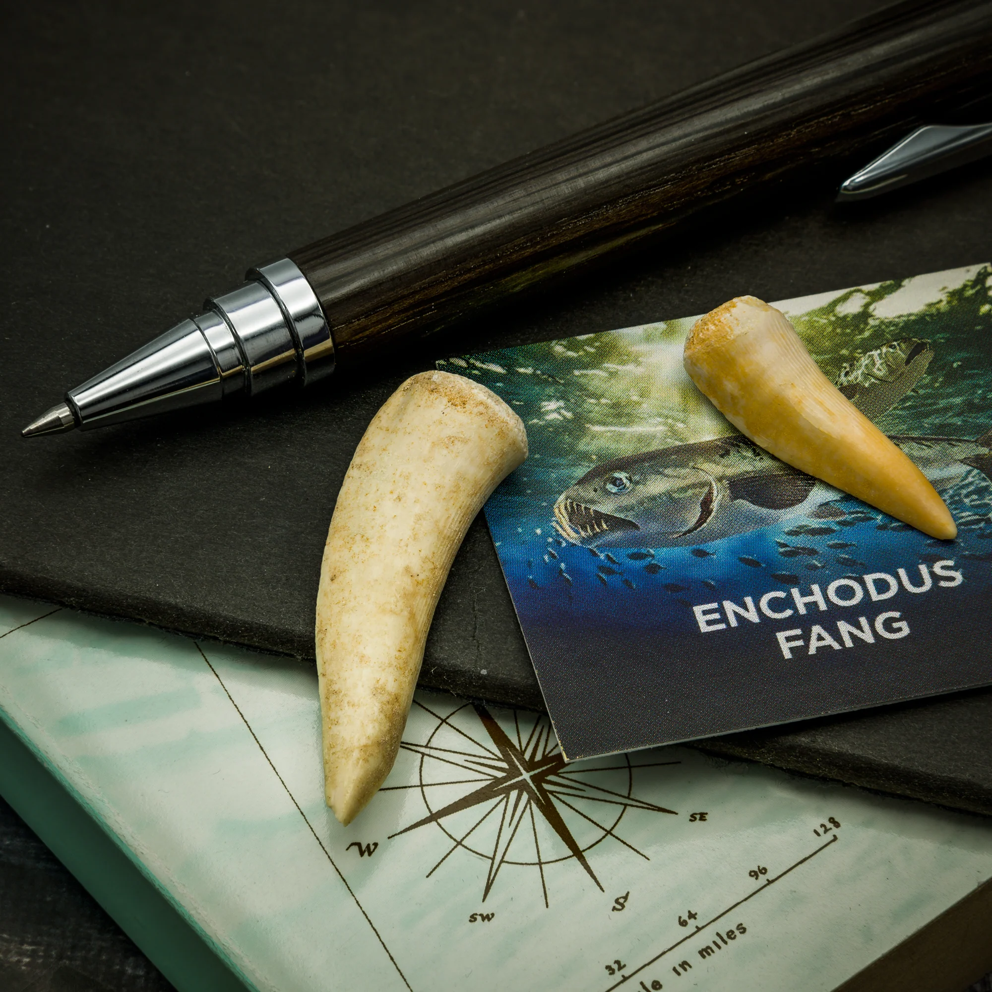 Enchodus Fang - Image 4