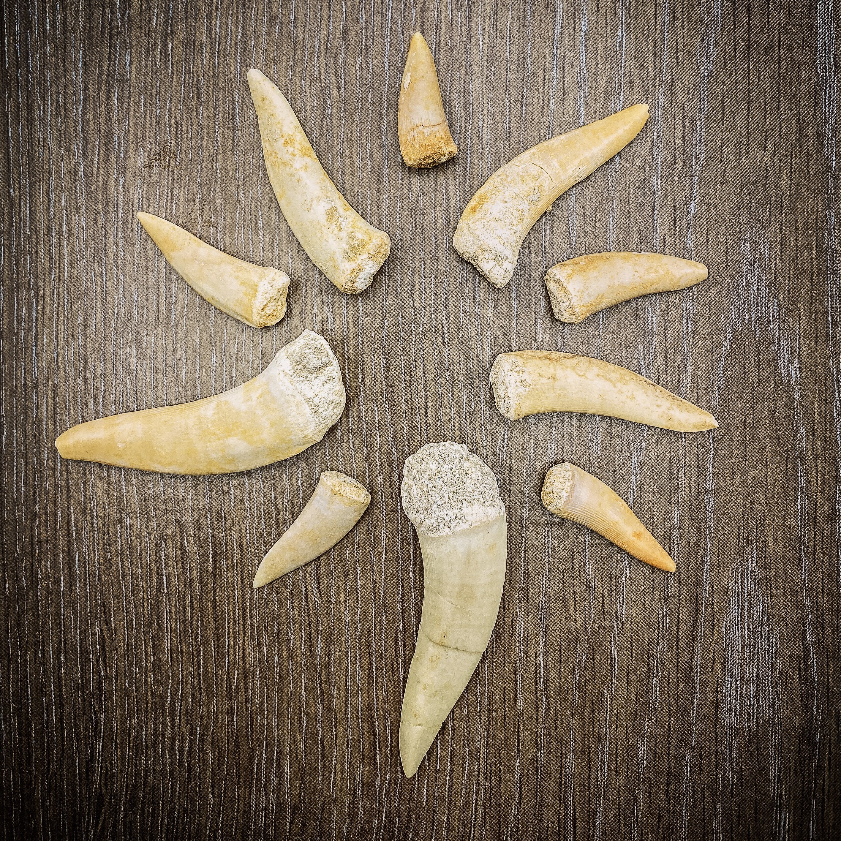 Enchodus Fang - Image 5