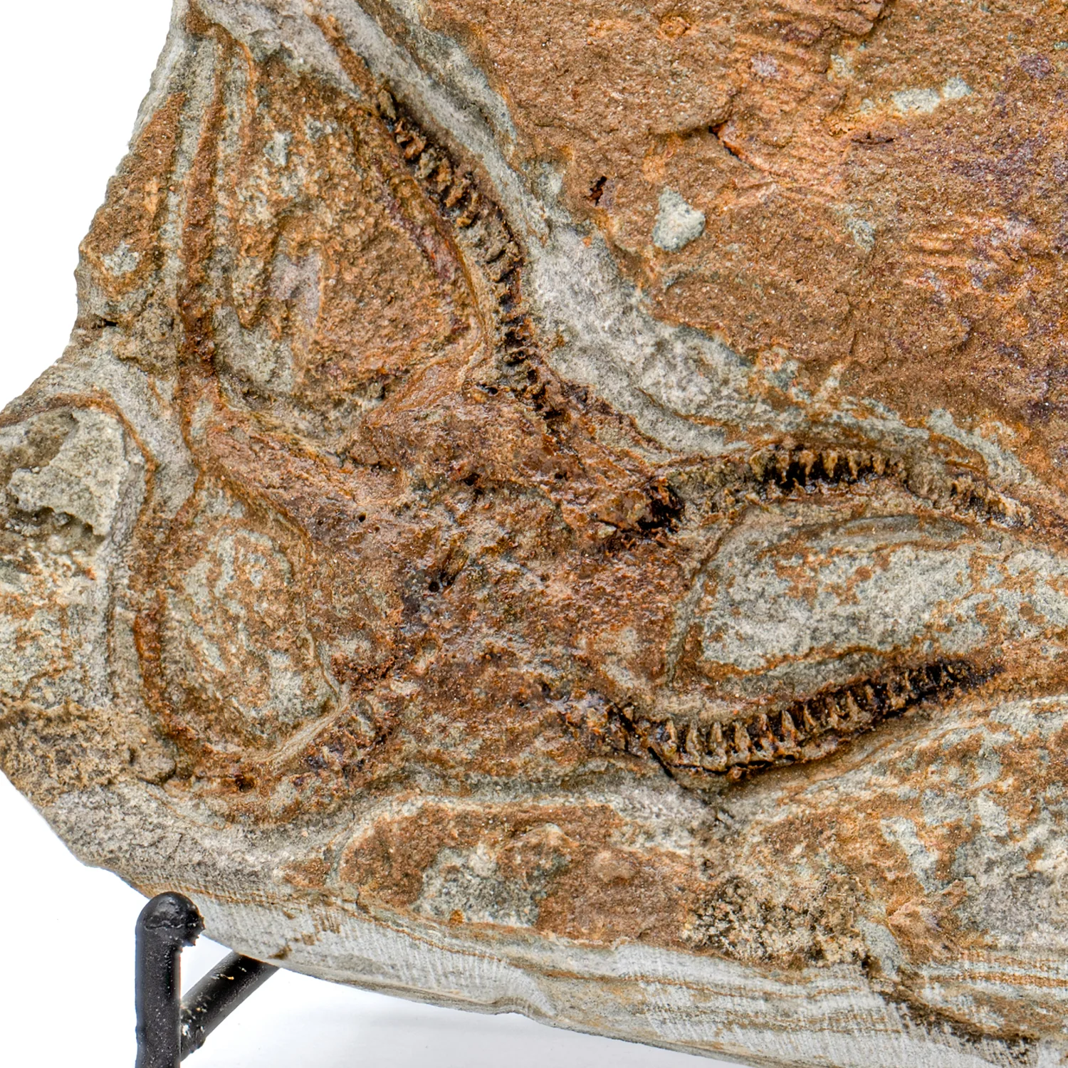 Fossil Brittle Star - SOLD 5.52" Ophiurida - Image 2
