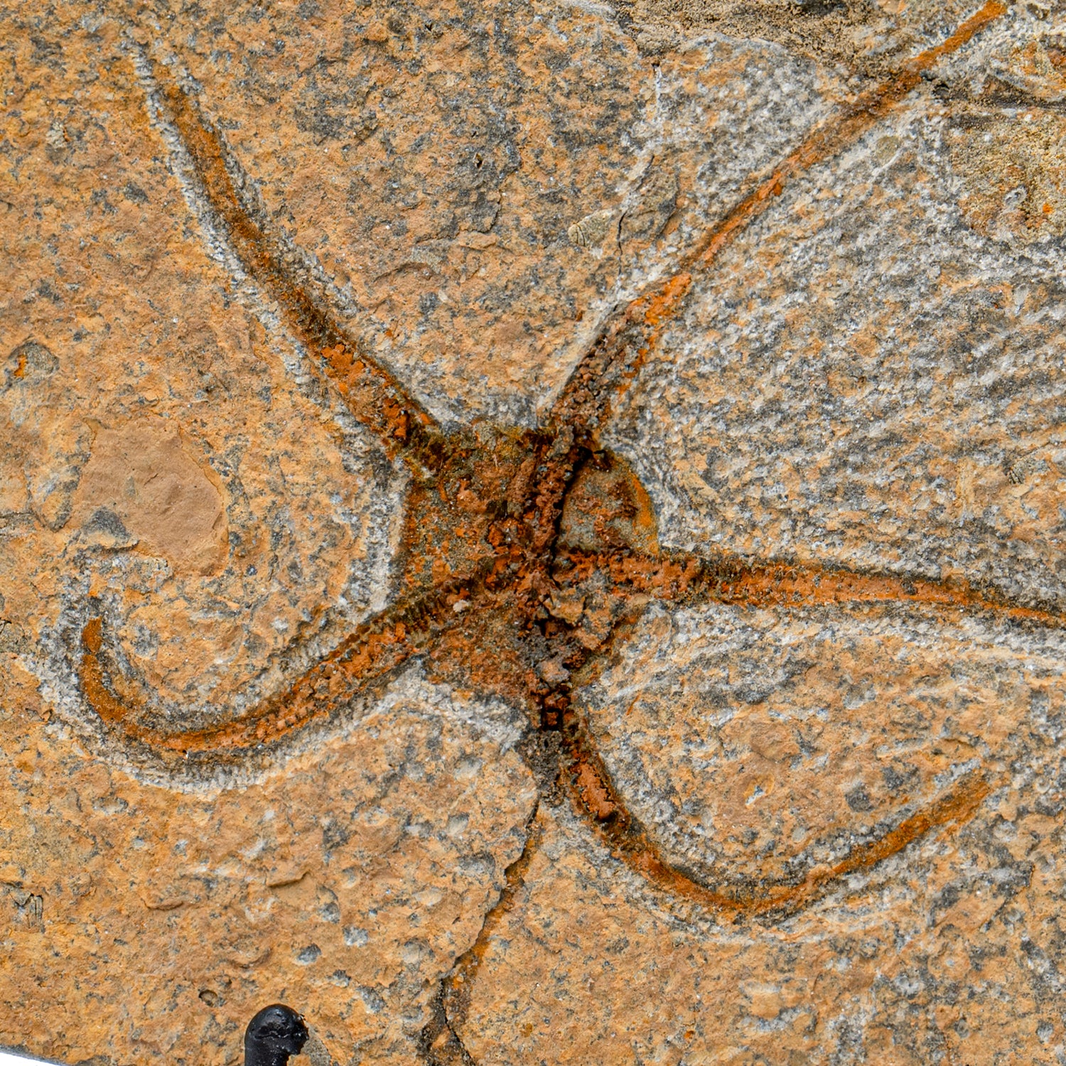 Fossil Brittle Star - SOLD 6.15" Ophiurida - Image 2