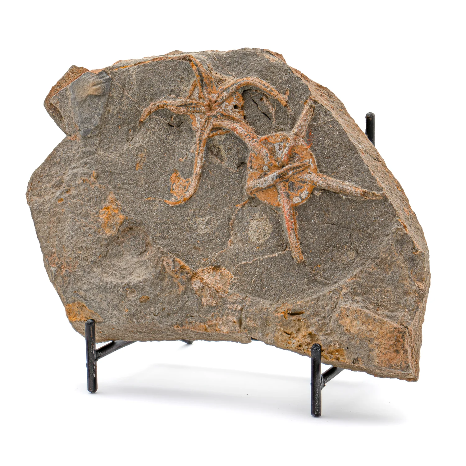 Fossil Brittle Star - SOLD 6.57" Ophiurida