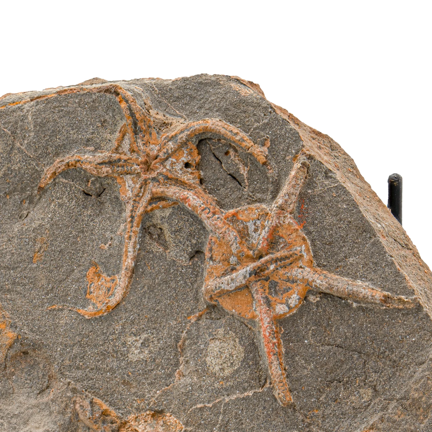 Fossil Brittle Star - SOLD 6.57" Ophiurida - Image 2