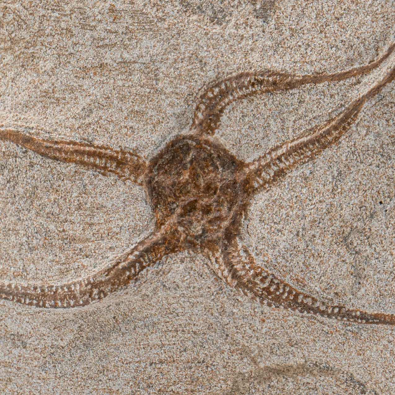 Fossil Brittle Star - SOLD 7.00" Ophiurida - Image 2