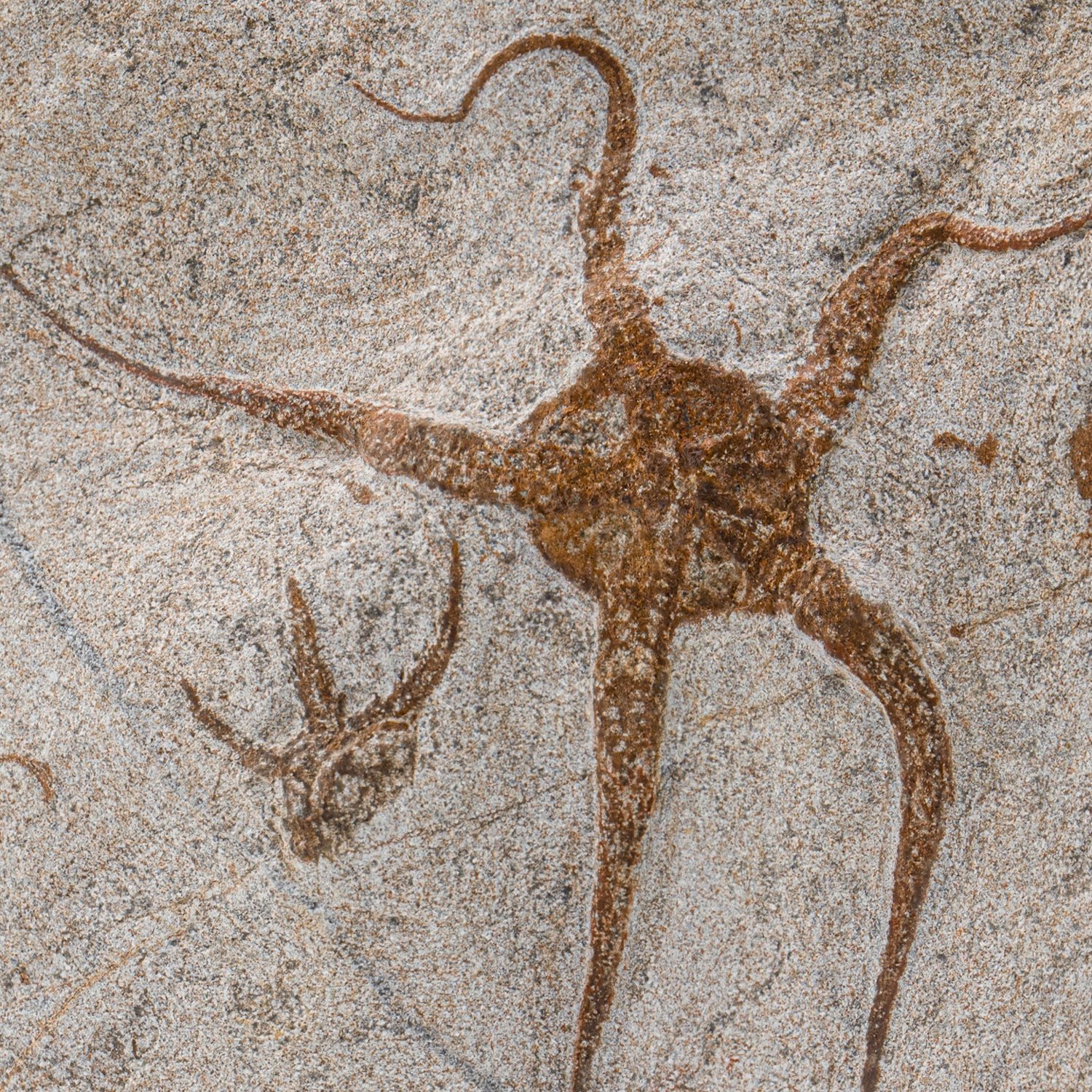Fossil Brittle Star - SOLD 7.31" Ophiurida - Image 2