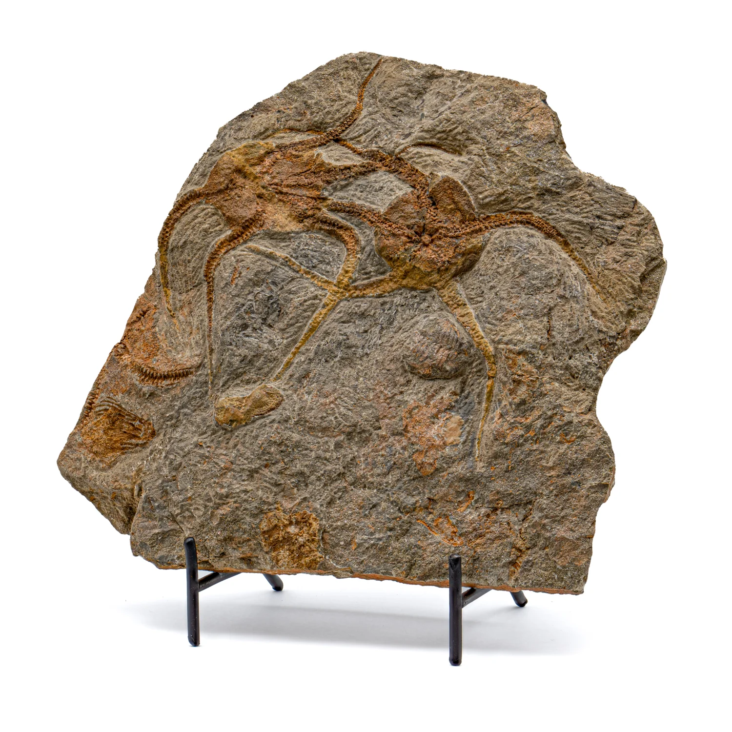 Fossil Brittle Star - SOLD 8.42" Ophiurida