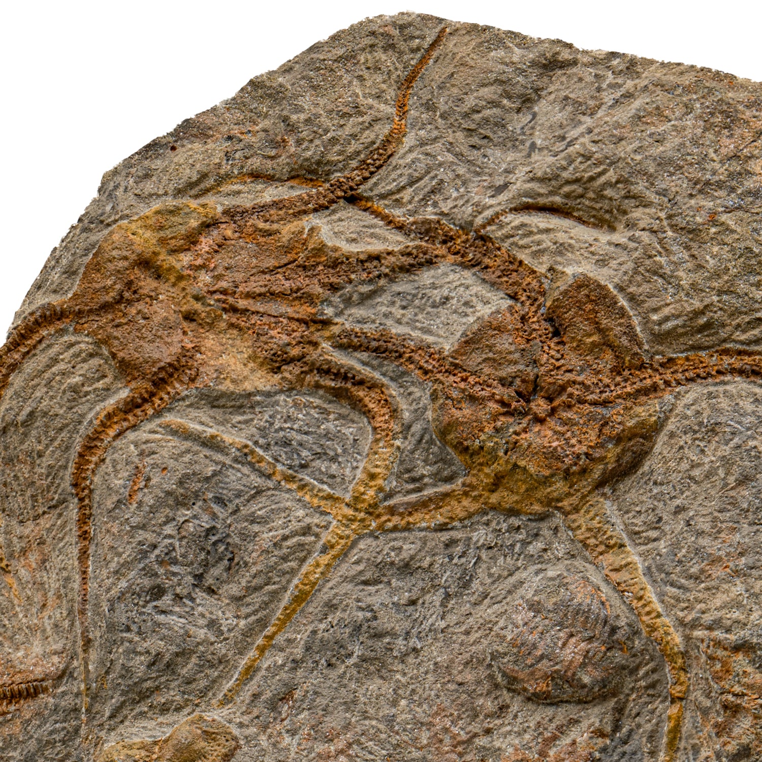 Fossil Brittle Star - SOLD 8.42" Ophiurida - Image 2