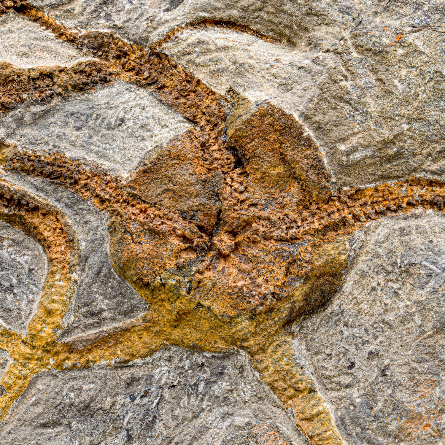 Fossil Brittle Star - SOLD 8.42" Ophiurida - Image 3