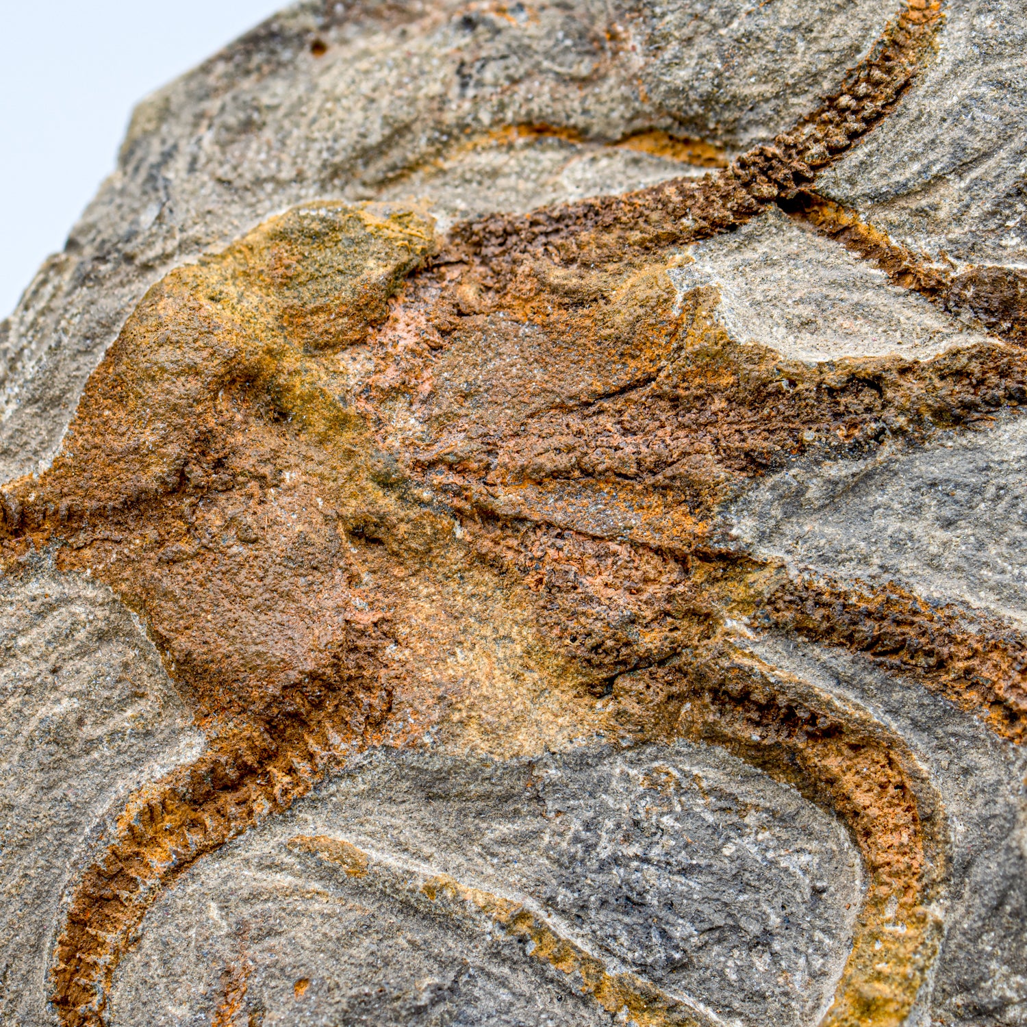Fossil Brittle Star - SOLD 8.42" Ophiurida - Image 4