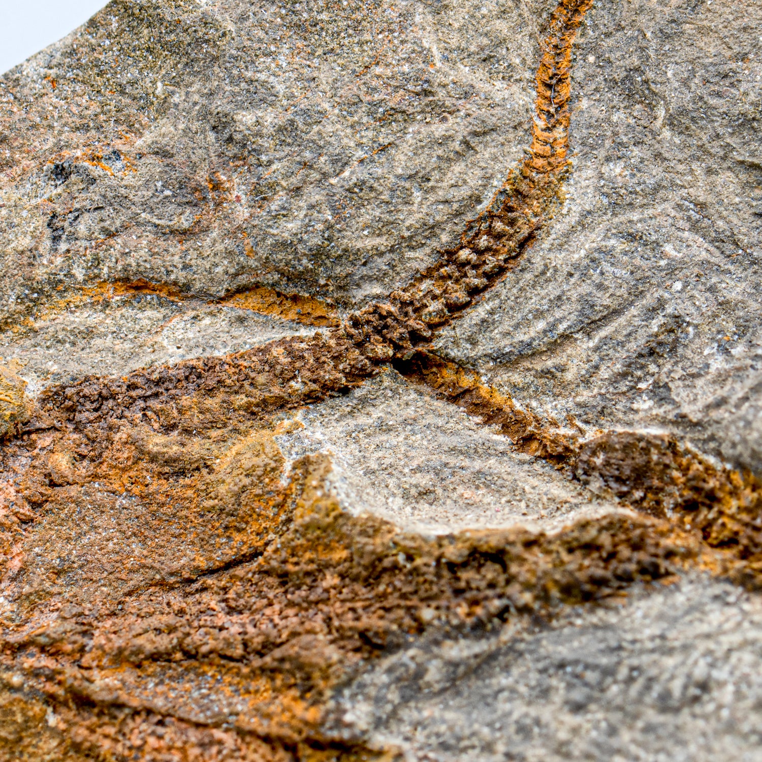 Fossil Brittle Star - SOLD 8.42" Ophiurida - Image 5