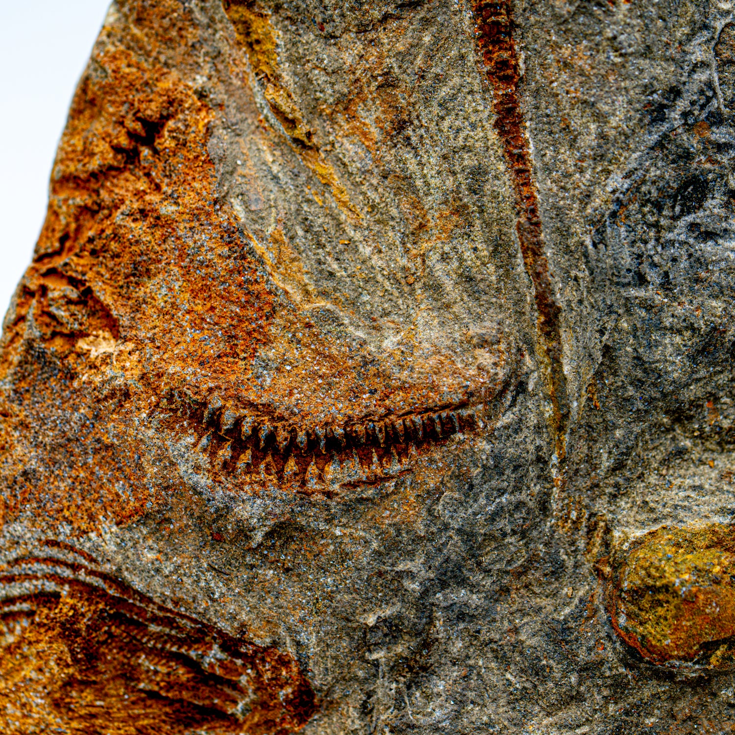 Fossil Brittle Star - SOLD 8.42" Ophiurida - Image 6