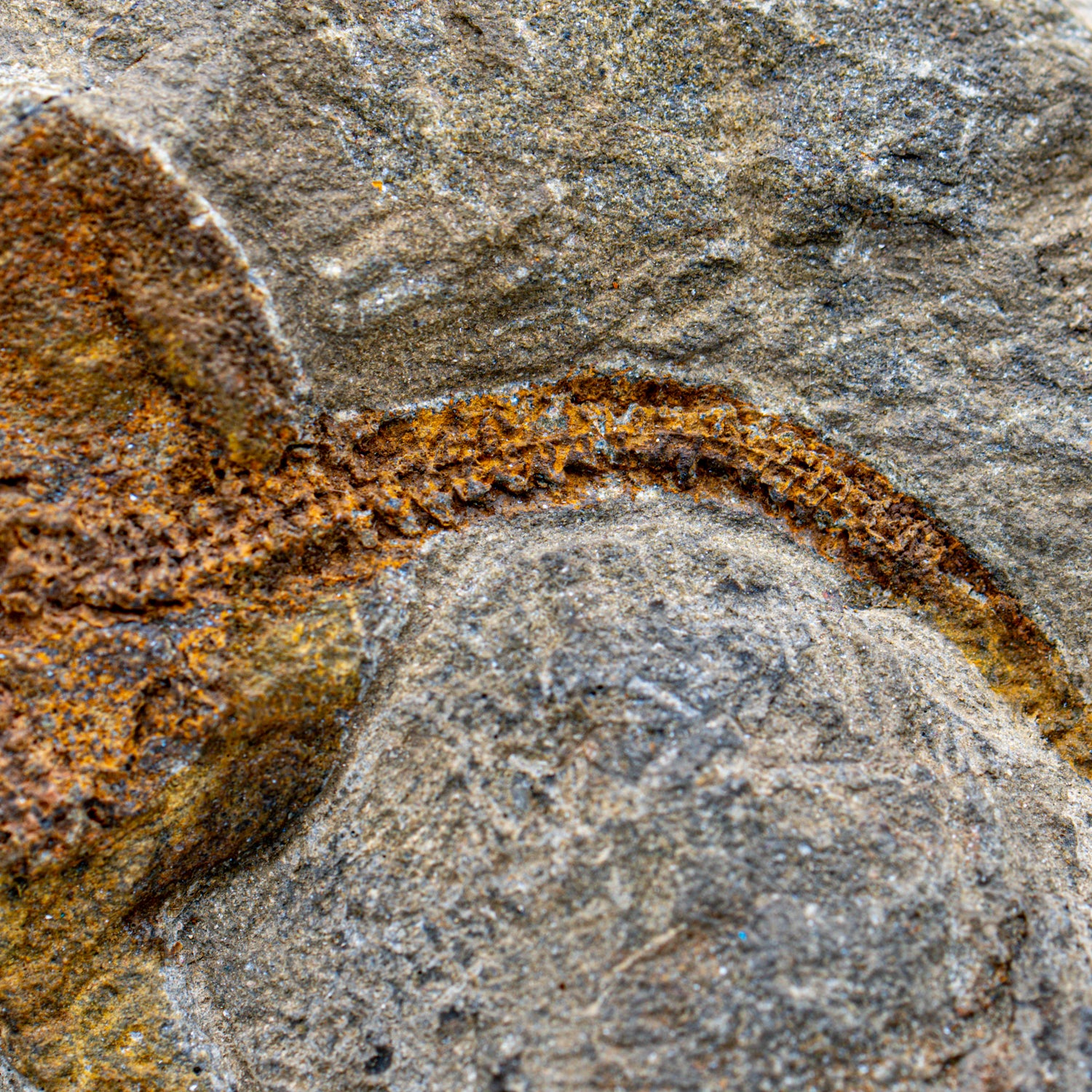 Fossil Brittle Star - SOLD 8.42" Ophiurida - Image 7