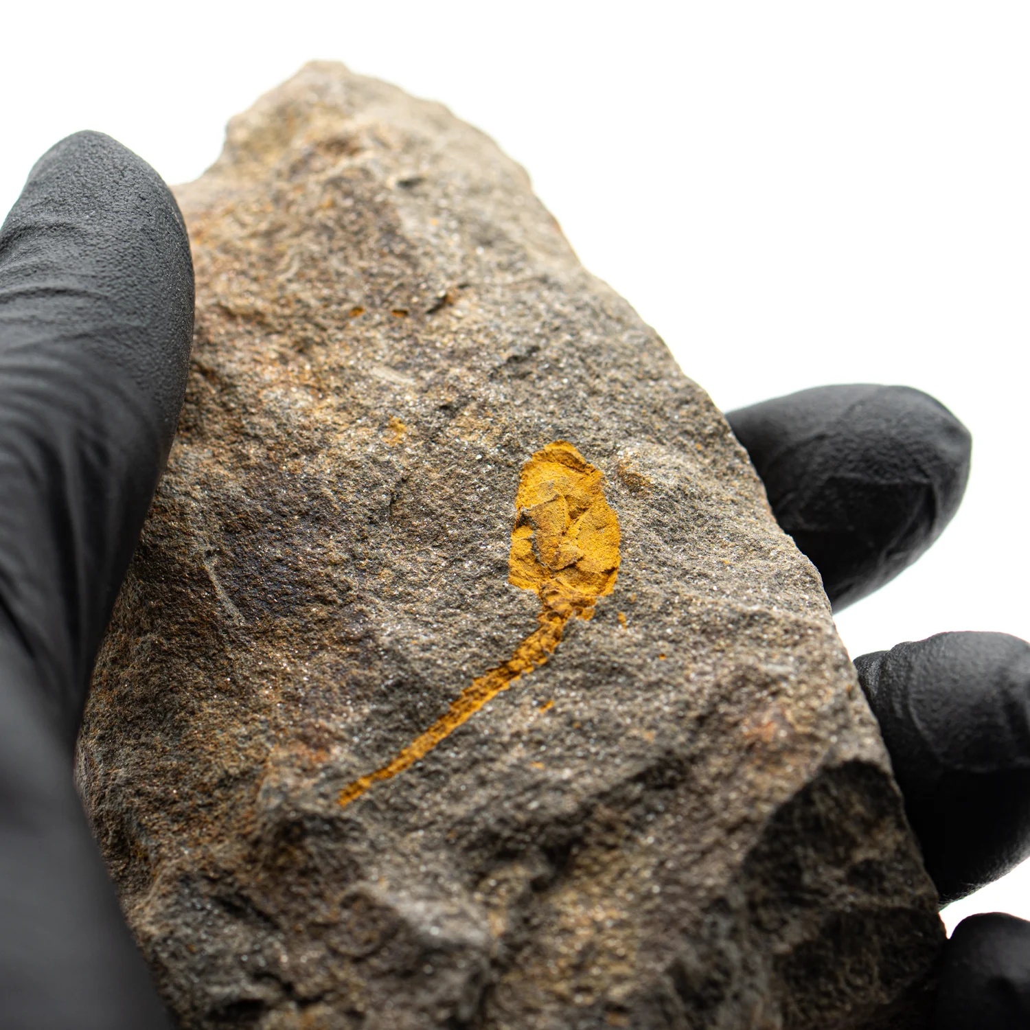 Fossil Carpoid - 3.61"