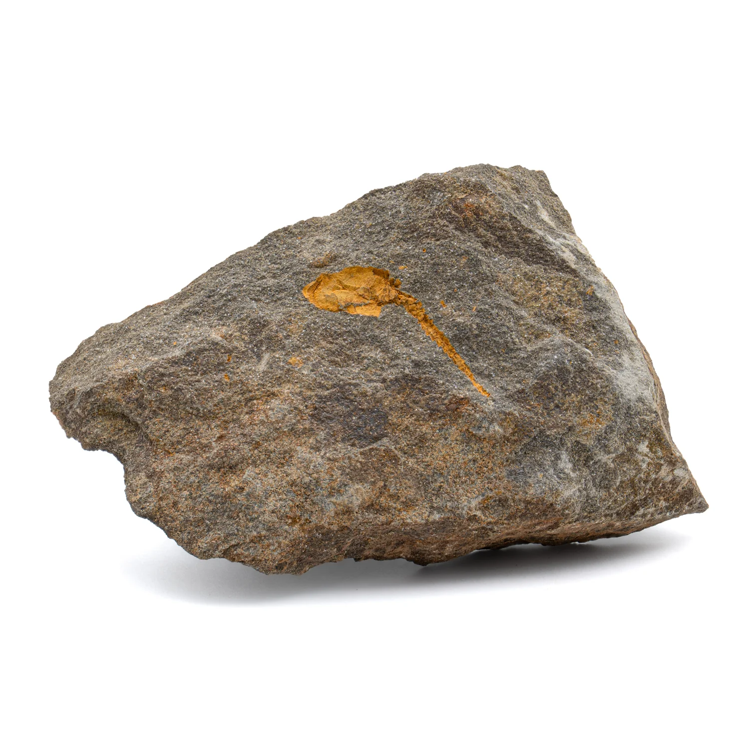 Fossil Carpoid - 3.61" - Image 2