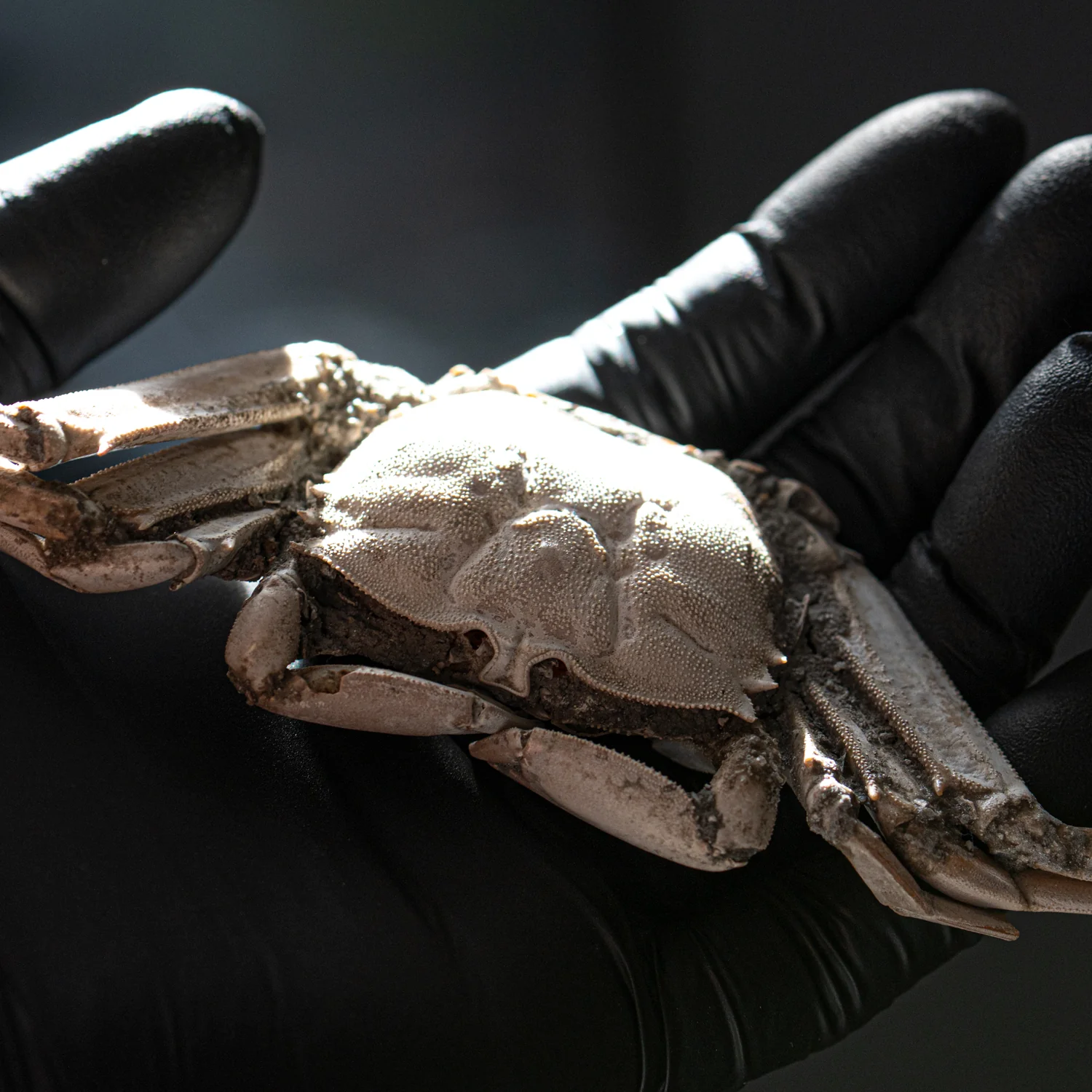 Fossil Crab - 6.004" Macrophthalmus - 2,580,000 Years Old