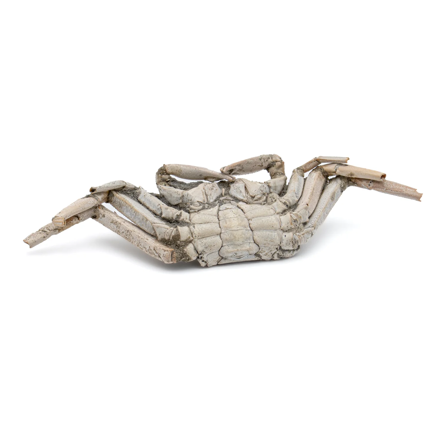 Fossil Crab - 6.004" Macrophthalmus - 2,580,000 Years Old - Image 10