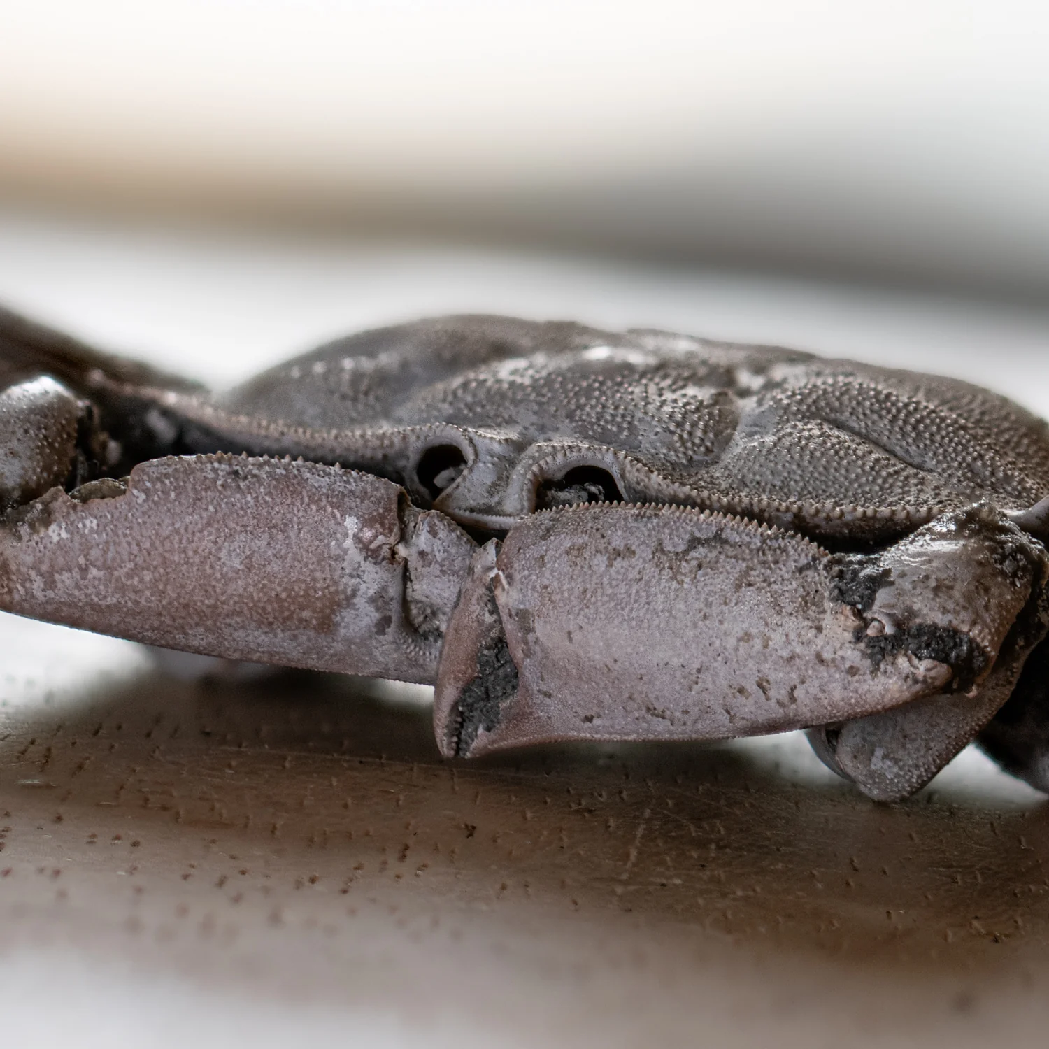 Fossil Crab - 6.004" Macrophthalmus - 2,580,000 Years Old - Image 11