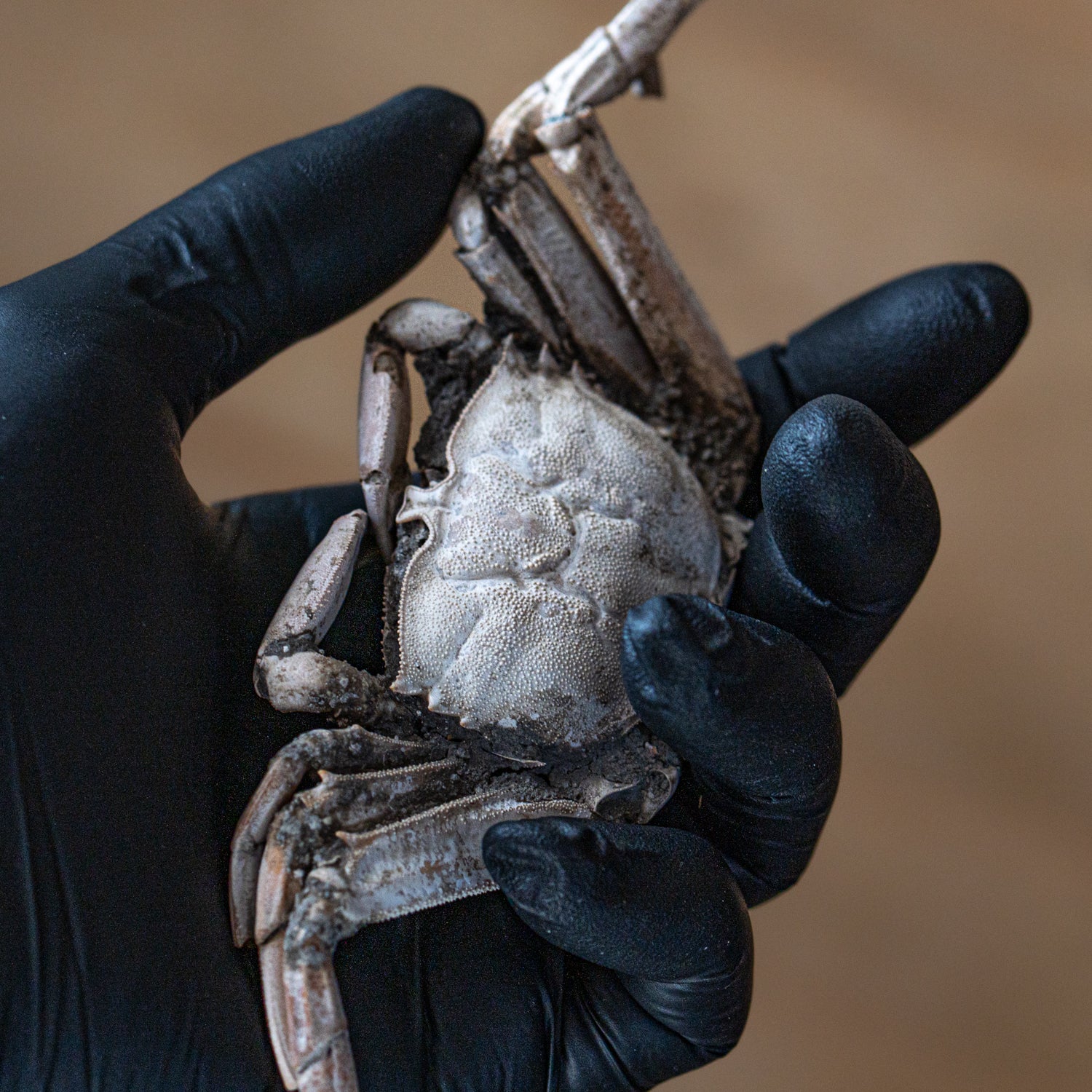 Fossil Crab - 6.004" Macrophthalmus - 2,580,000 Years Old - Image 2