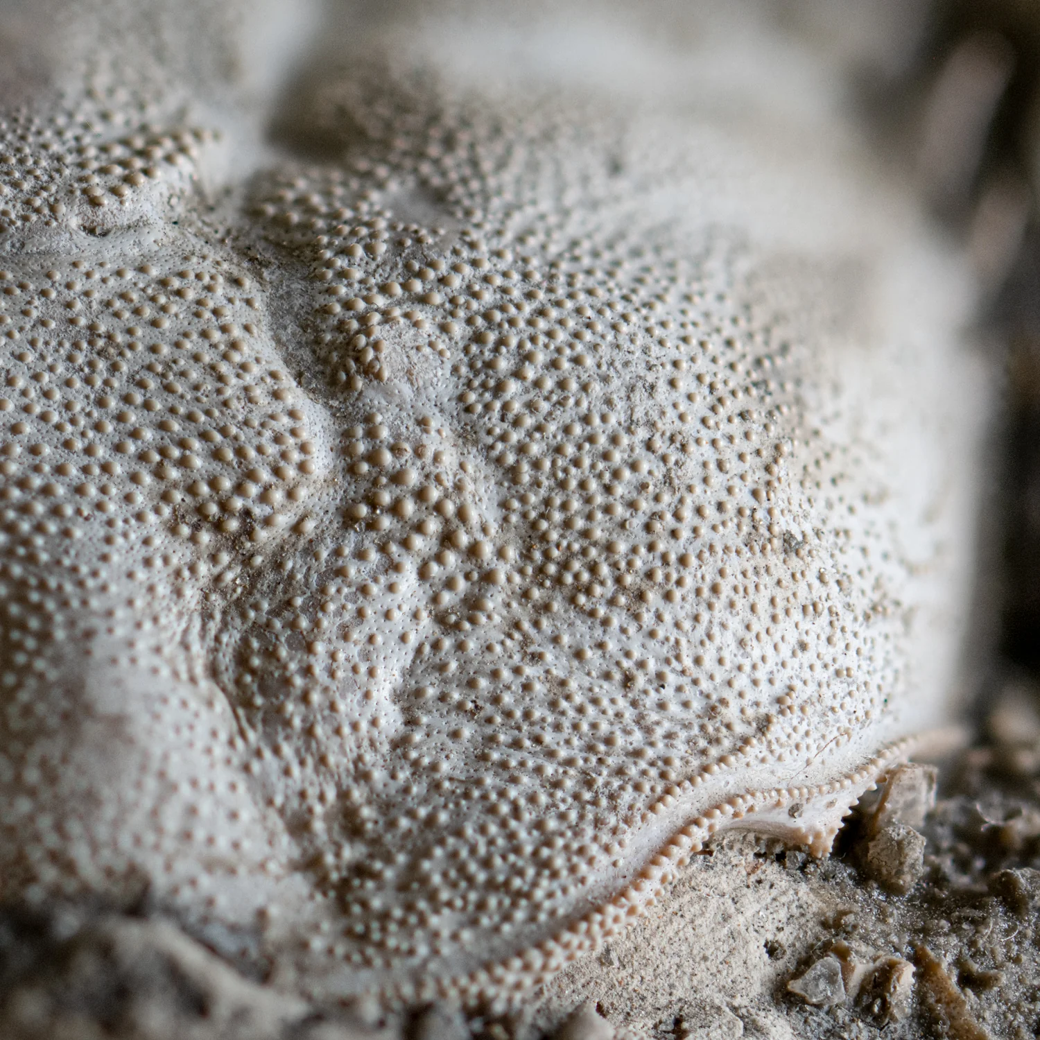 Fossil Crab - 6.004" Macrophthalmus - 2,580,000 Years Old - Image 3