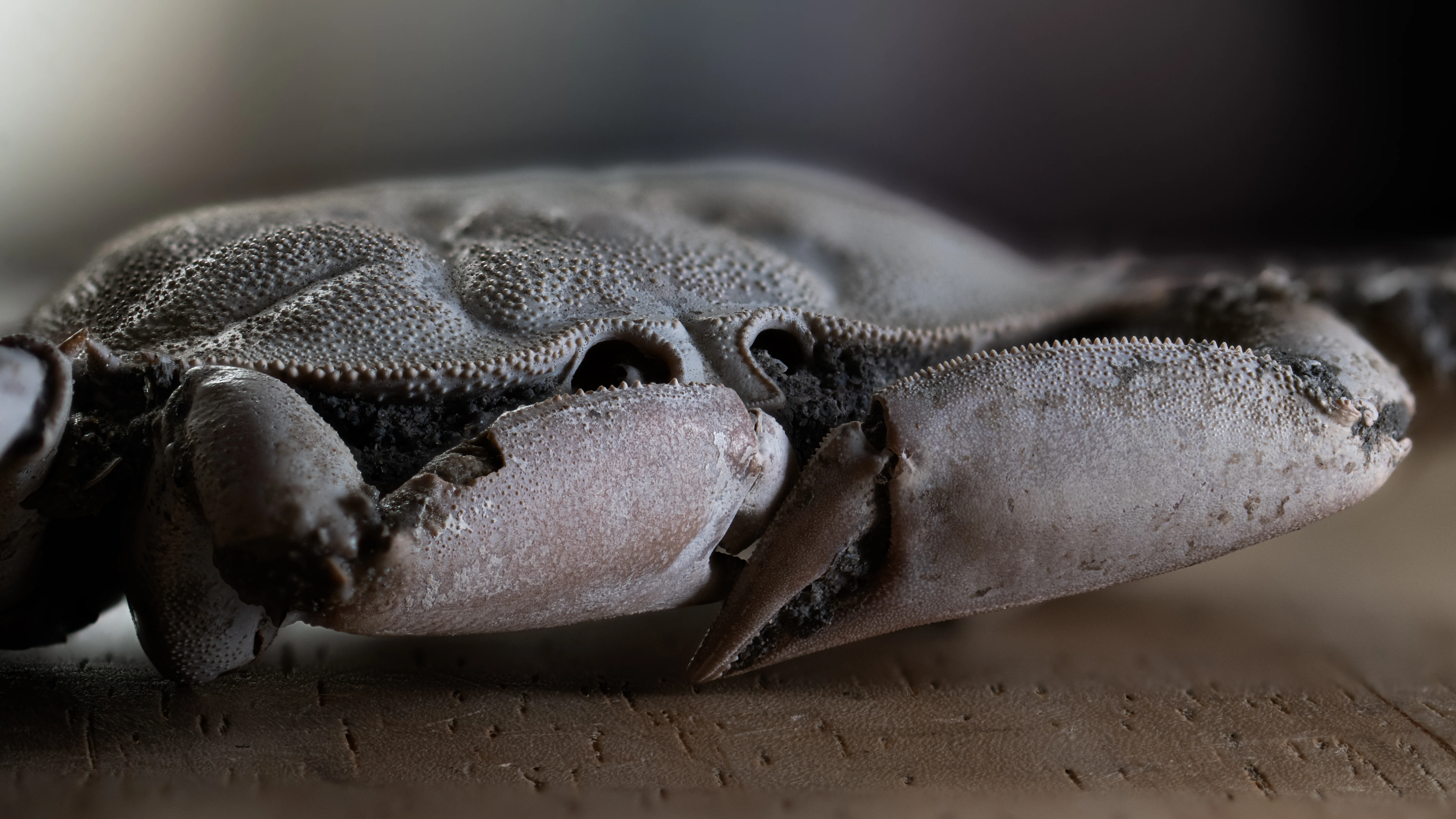 Fossil Crab - 6.004" Macrophthalmus - 2,580,000 Years Old - Image 4