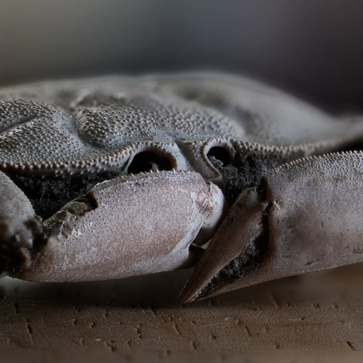 Fossil Crab - 6.004" Macrophthalmus - 2,580,000 Years Old - Image 5