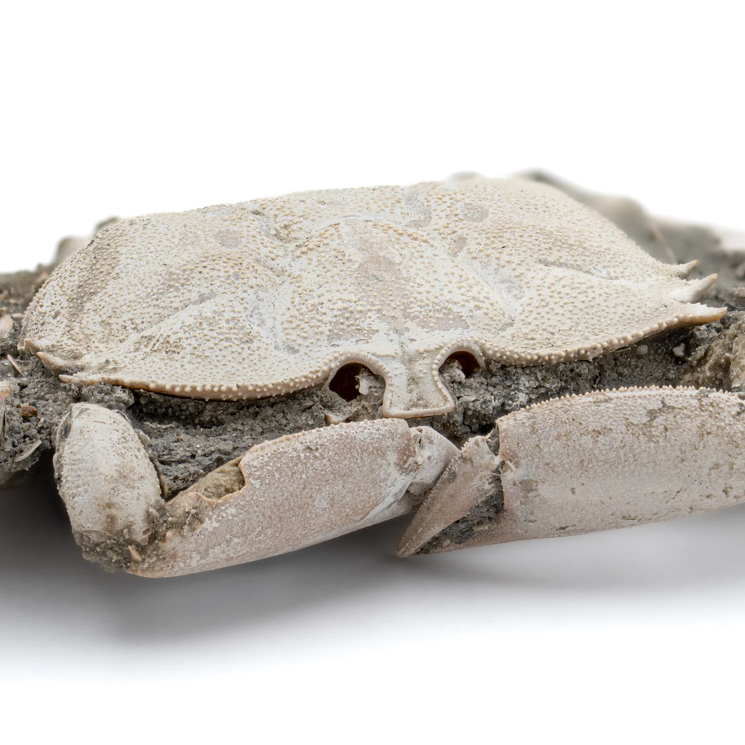 Fossil Crab - 6.004" Macrophthalmus - 2,580,000 Years Old - Image 6